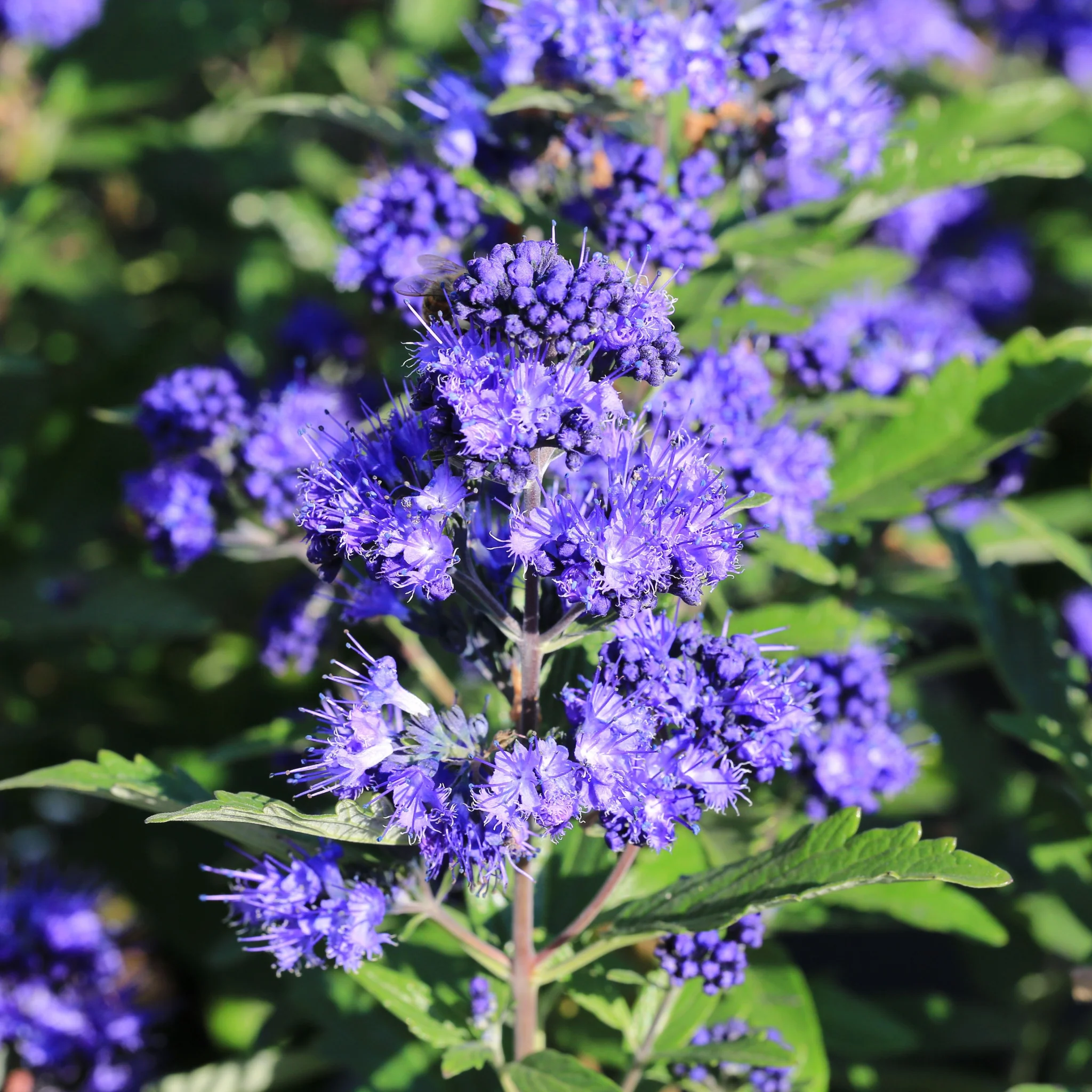 Caryopteris x clandoensis 'Kew Blue' 1L - Image 2