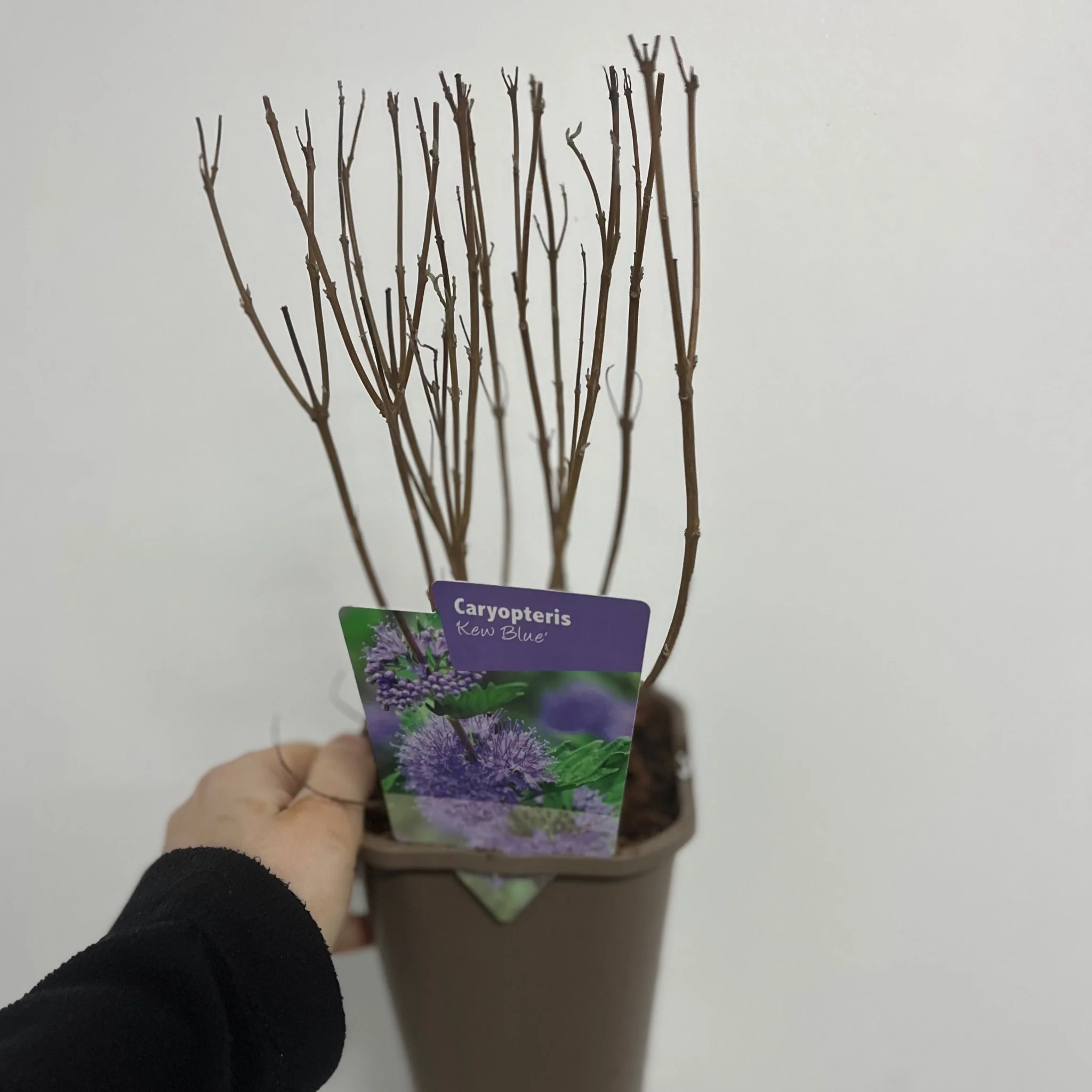 Caryopteris x clandoensis 'Kew Blue' 1L - Image 3