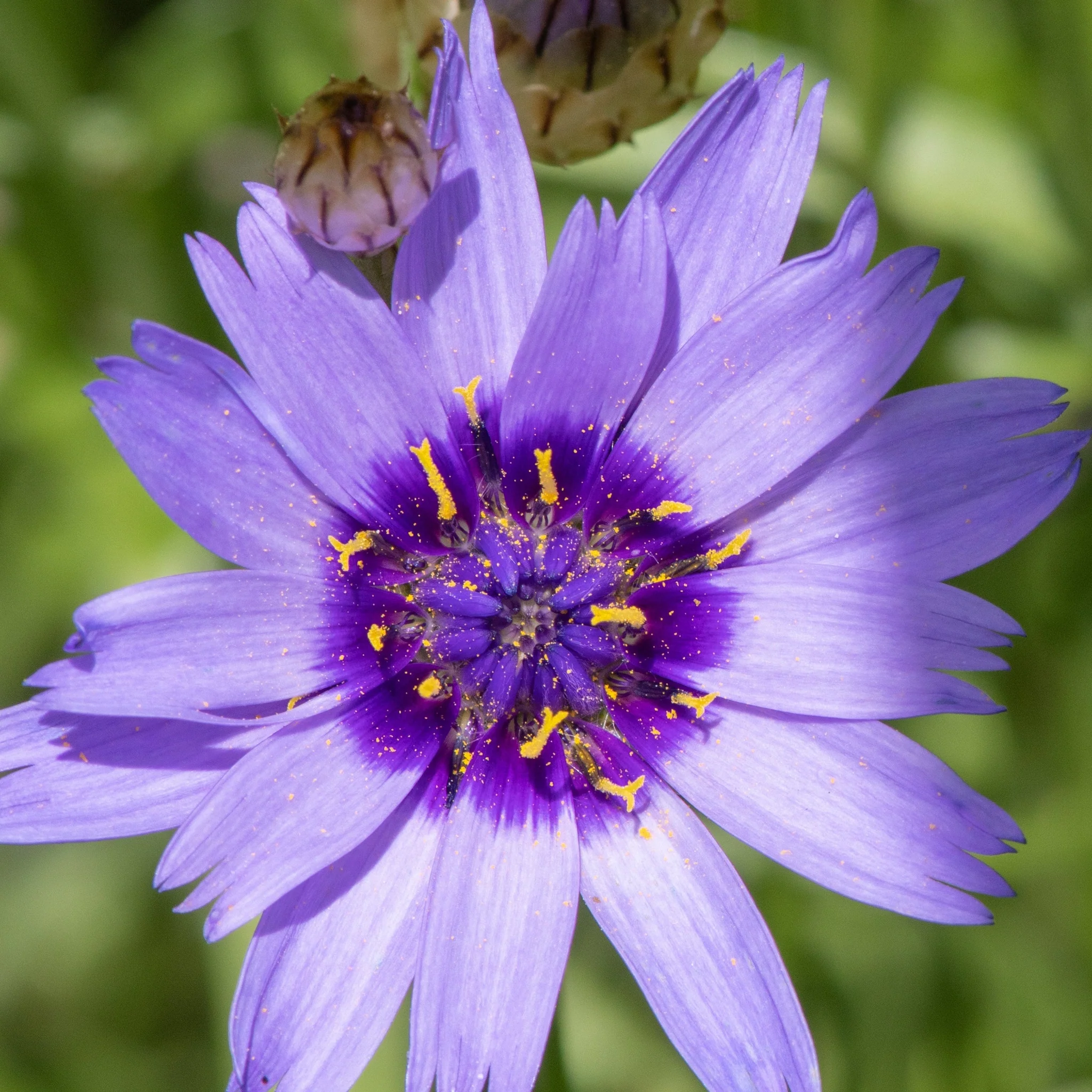 Catananche caerulea 9cm/2L - Image 2
