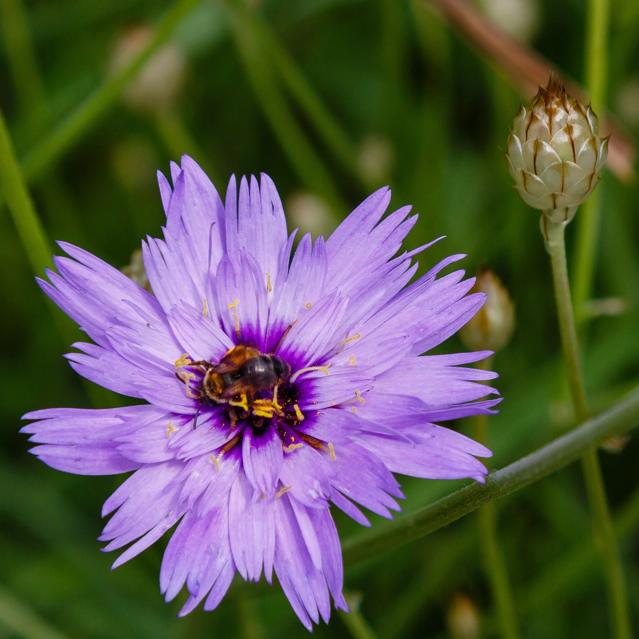 Catananche caerulea 9cm/2L - Image 3