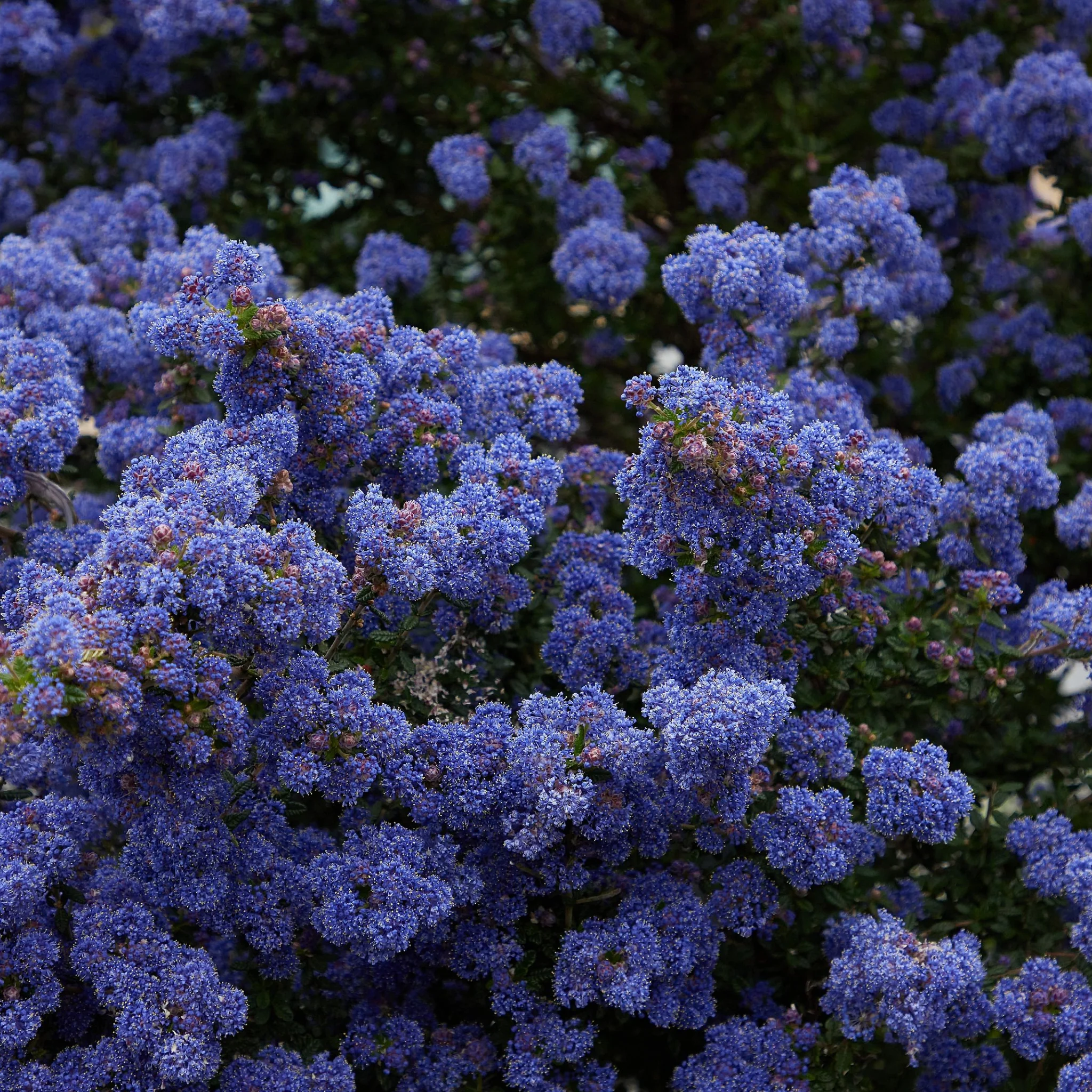Ceanothus 'Blue Mound' 2L - Image 2