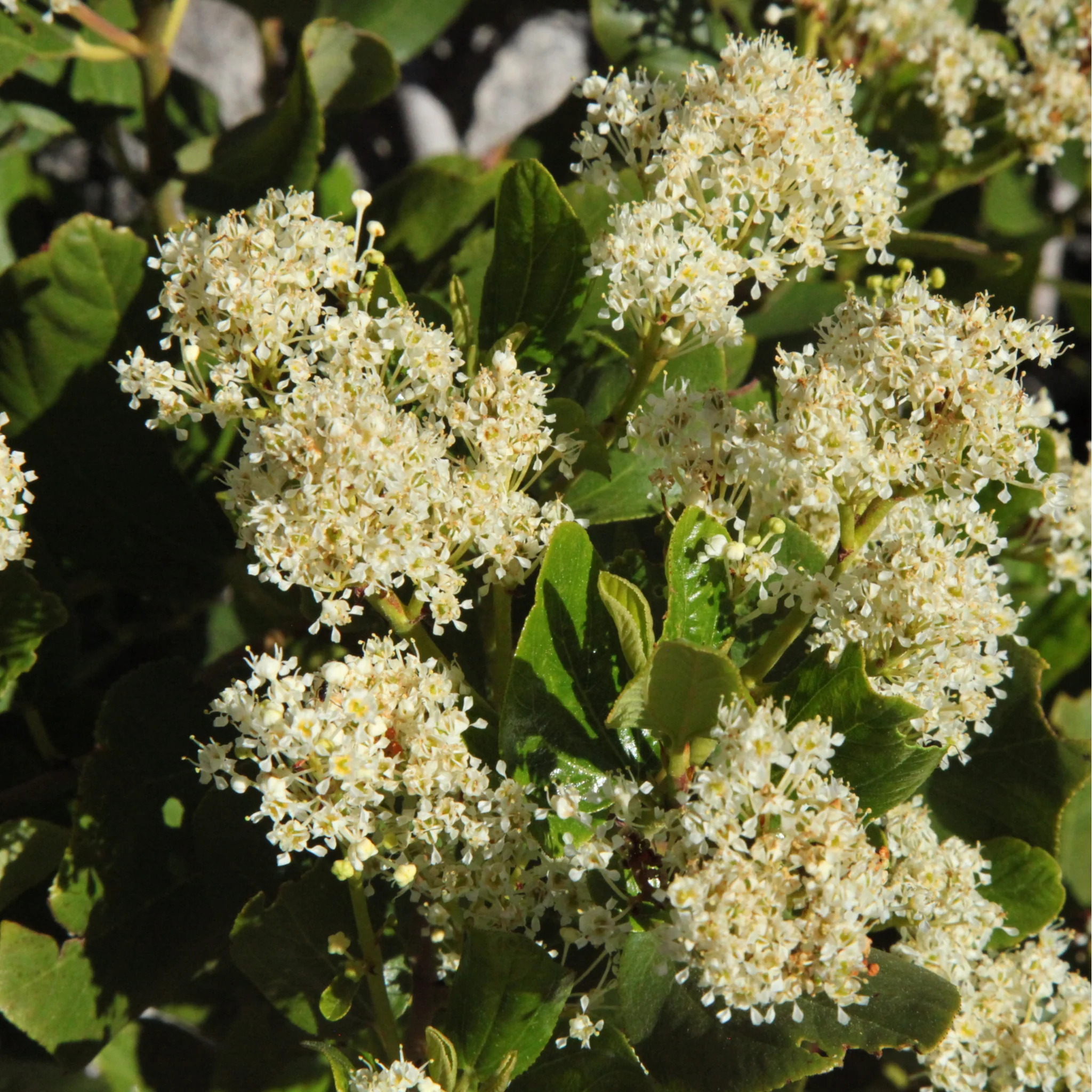 Ceanothus thyrsiflorus 'Millerton Point' 2L | Evergreen White Californian Lilac - Image 2