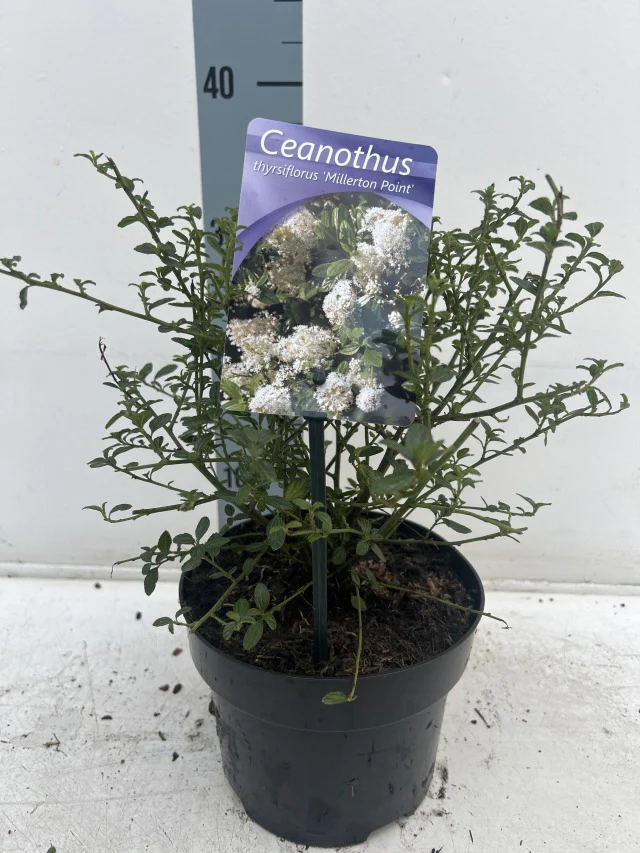 Ceanothus thyrsiflorus 'Millerton Point' 2L | Evergreen White Californian Lilac - Image 4