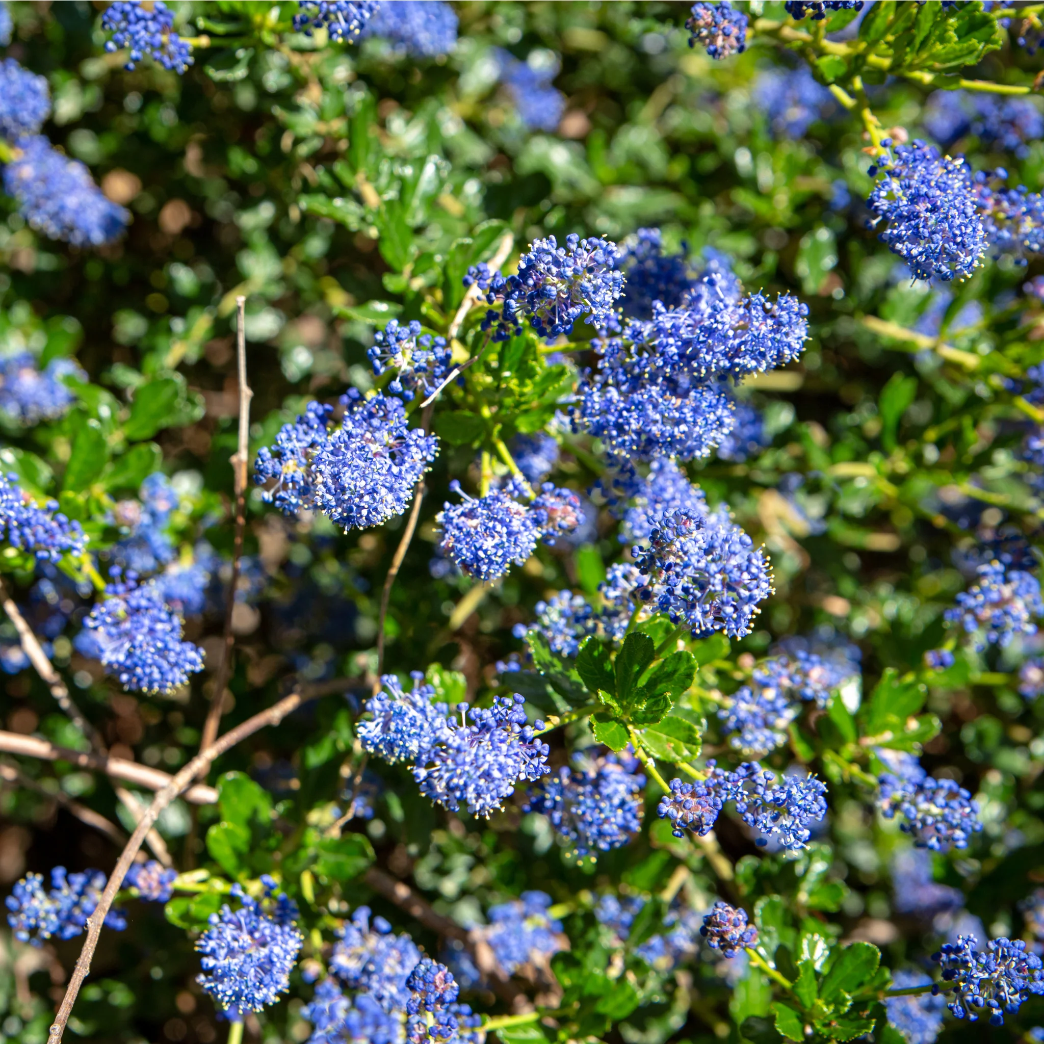 Ceanothus 'Spring Party' (Californian Lilac) 2L - Image 2