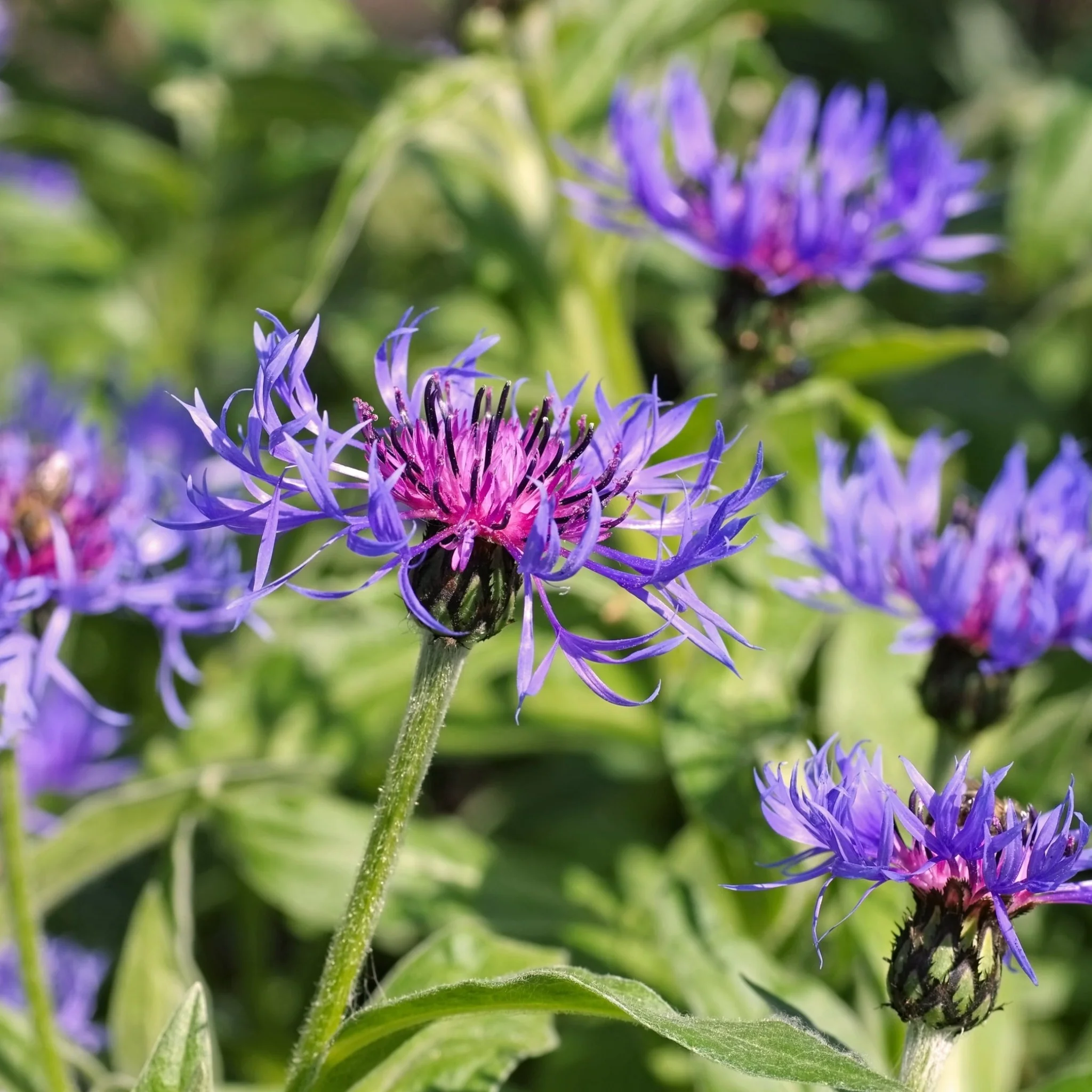 Centaurea montana 9cm/2L