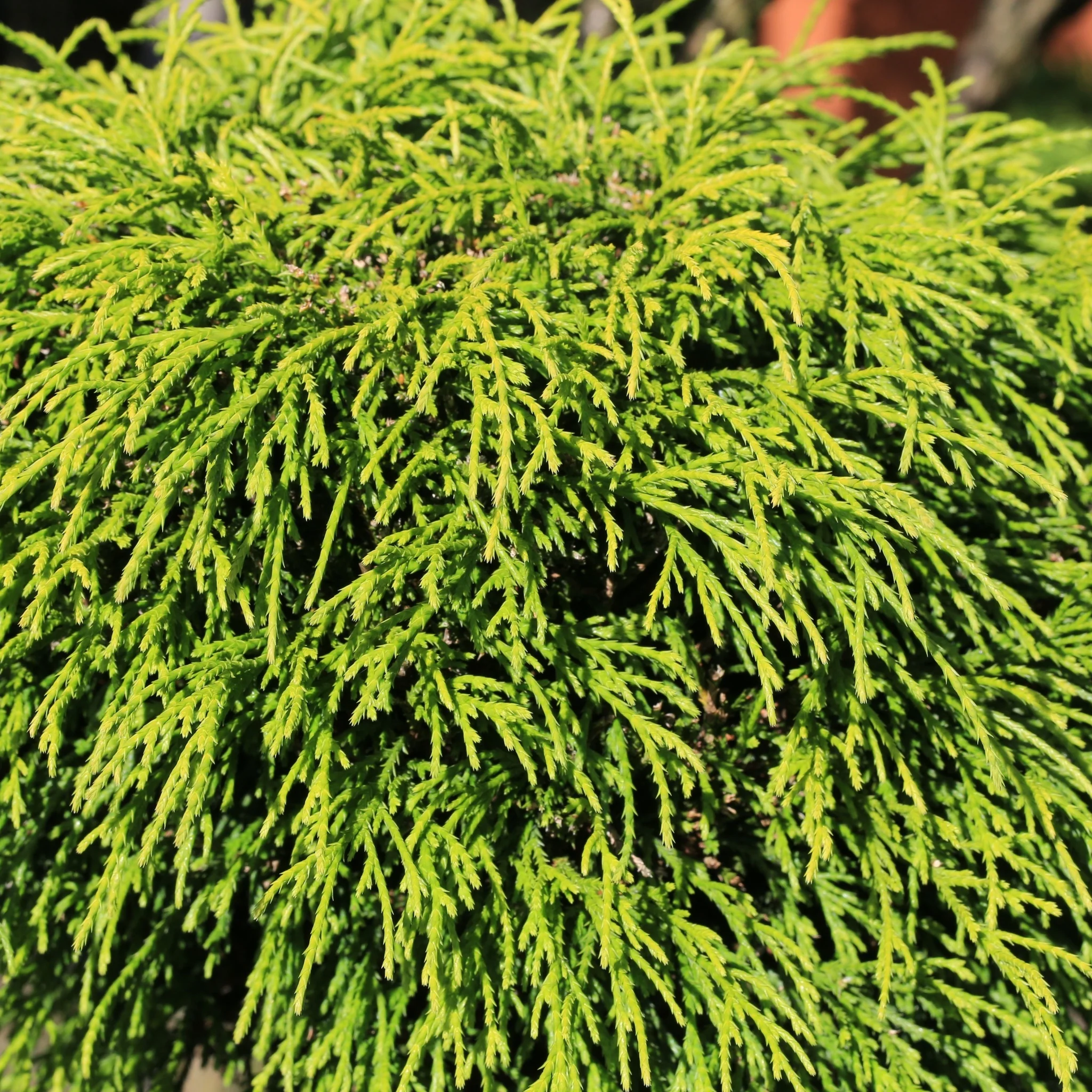 Chamaecyparis pisifera 'Filifera Nana' 2L (30-40cm inc. pot) - Image 2