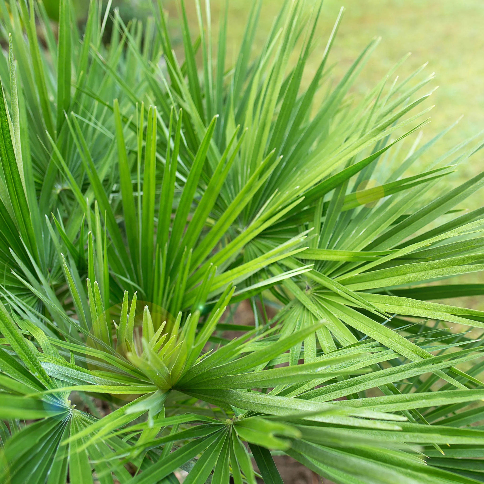 Chamaerops humilis - Hardy Fan Palm (2 Sizes Available) - Image 3