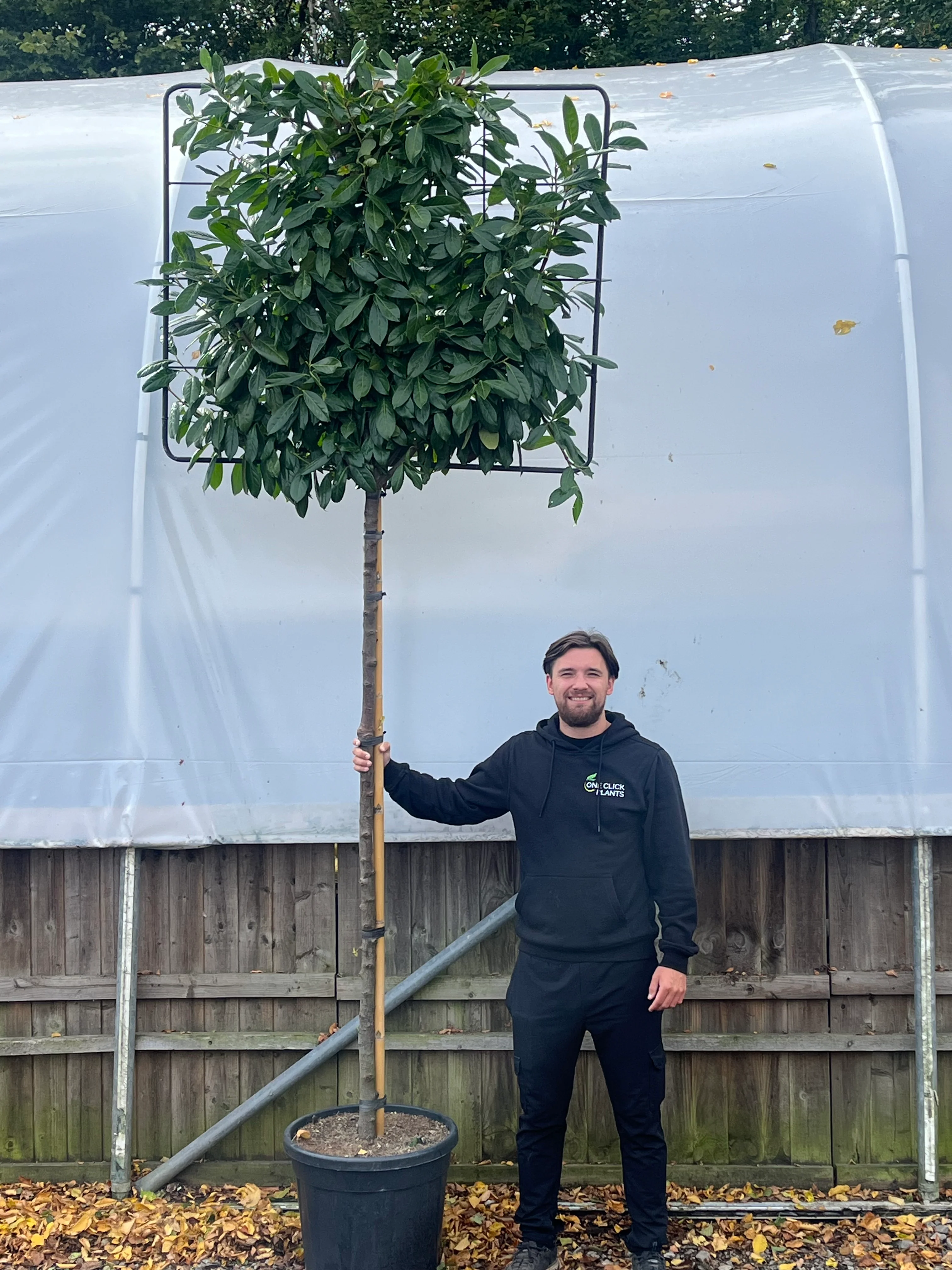 Cherry Laurel 'Novita' Pleached Tree - 1.5m Stem, 1.2m x 1m (Metal Frame)
