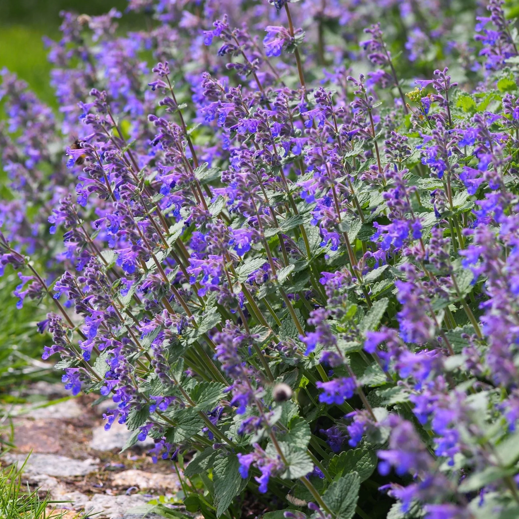 Chloe's Colour Mix | 5 Plants - Image 4