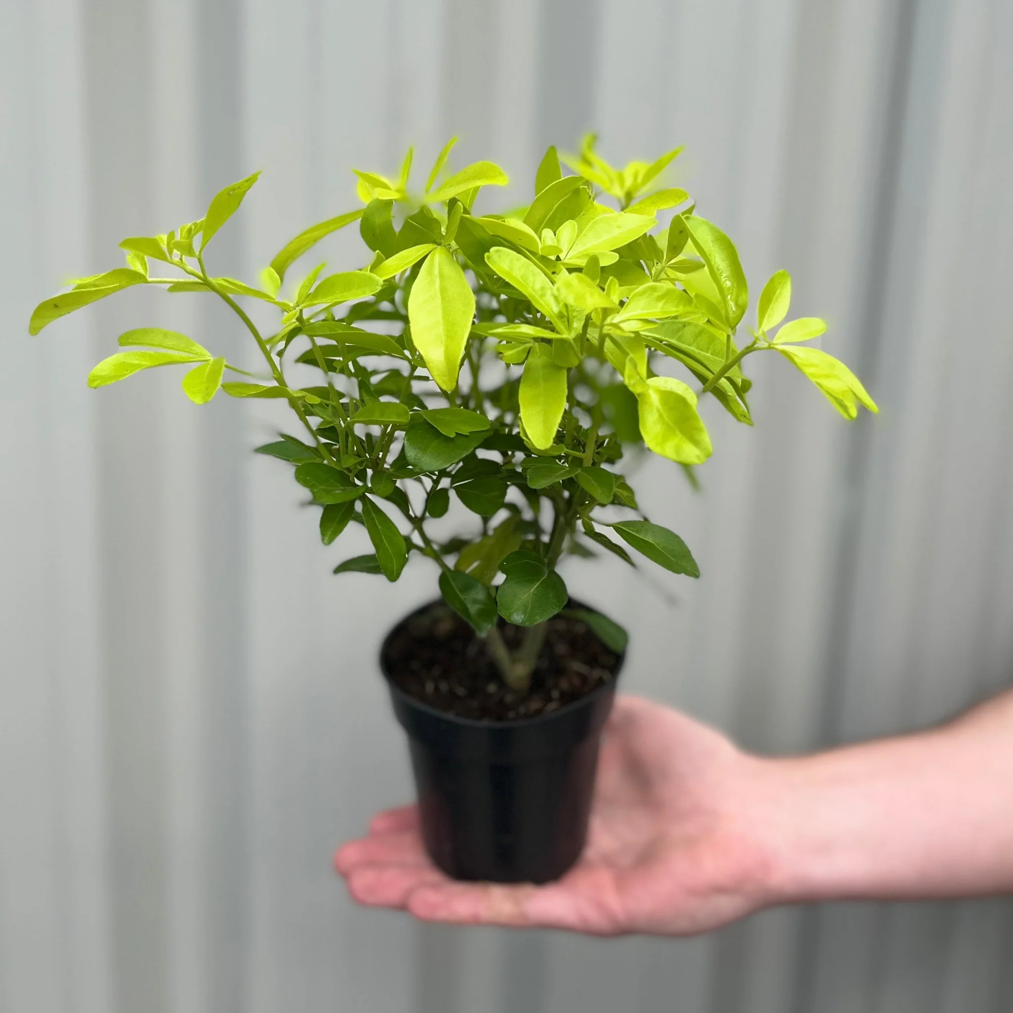 Choisya ternata 'Sundance' 9cm - Image 3