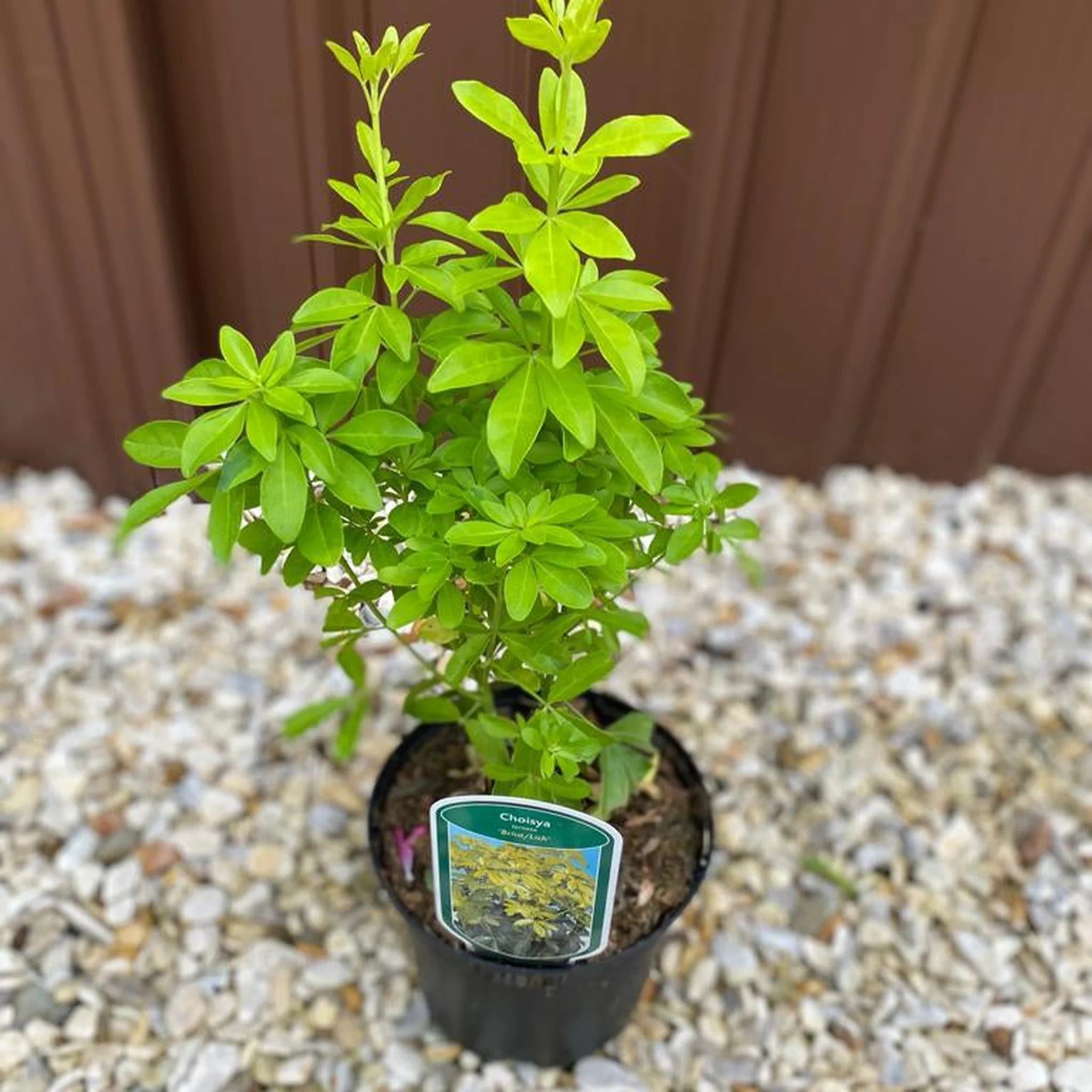 Choisya ternata Sundance - Brica/Lich 9cm-5L - Image 4