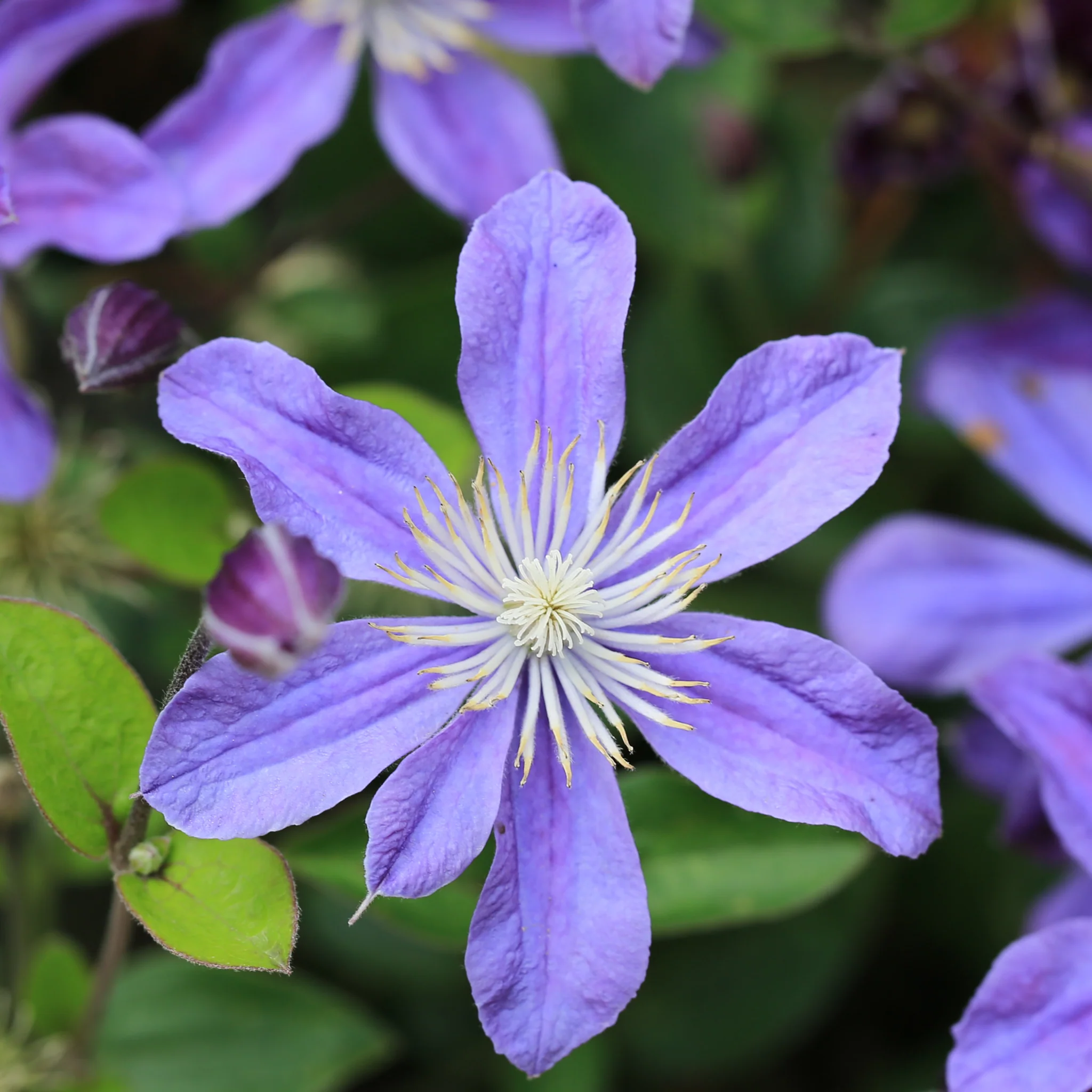 Clematis 'Arabella' - Image 2