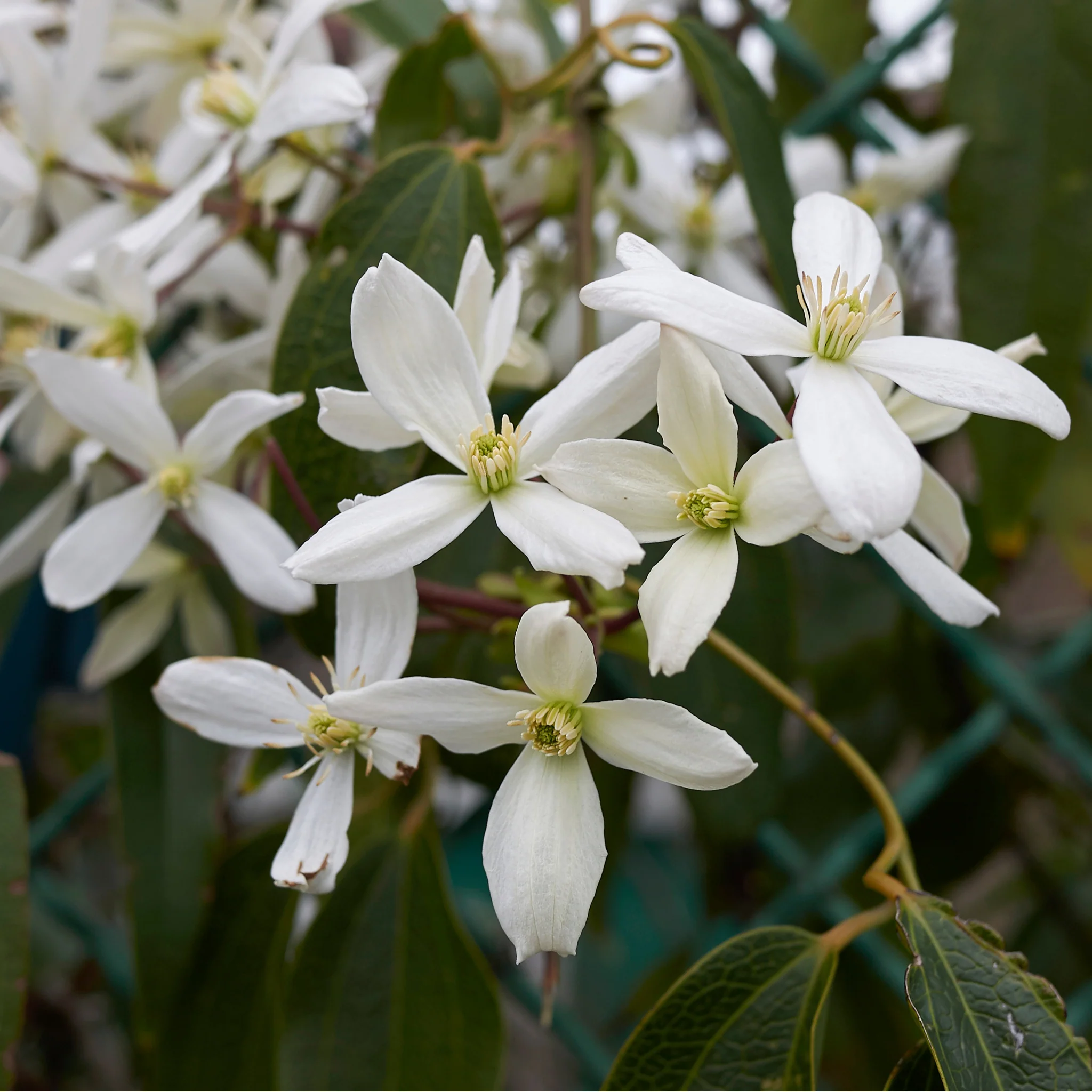 Clematis armandii (Evergreen and Fragrant) 100cm - Image 2