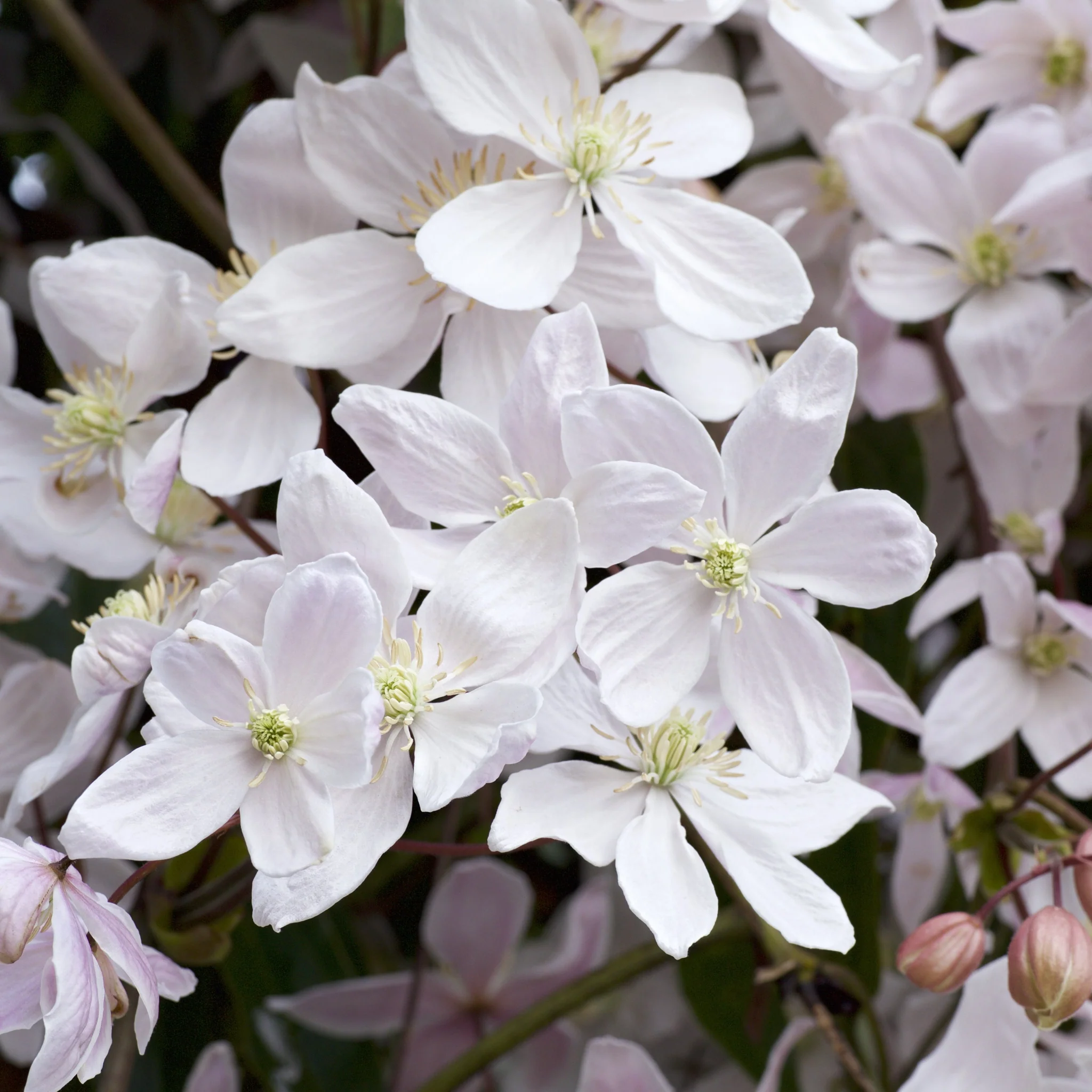 Clematis armandii  'Snowdrift' 100cm (Evergreen and Fragrant) - Image 2