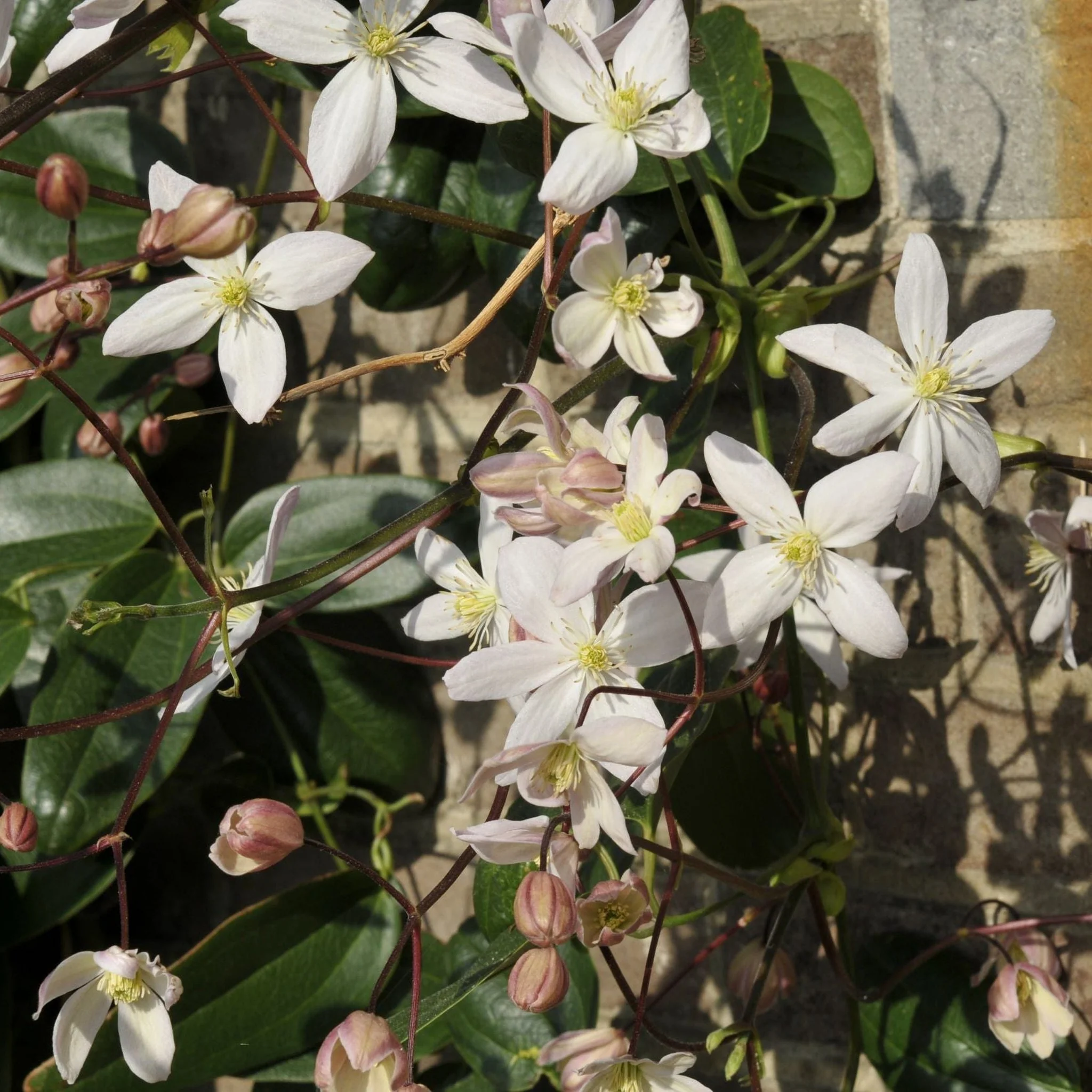 Clematis armandii - Apple Blossom 100cm (Evergreen and Fragrant) - Image 3