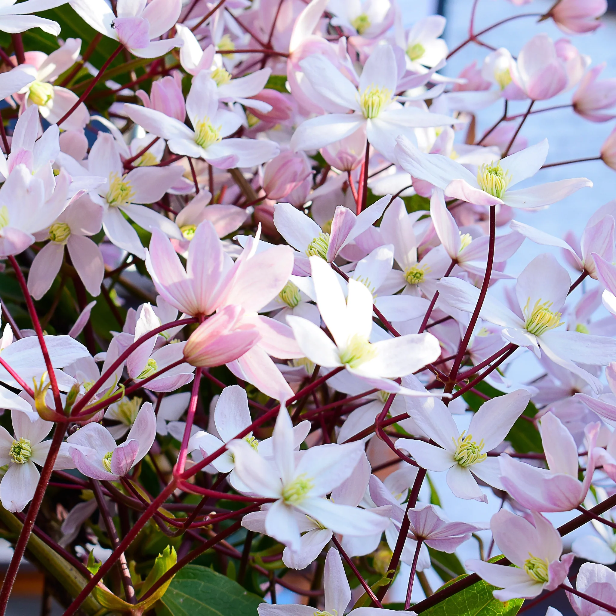 Clematis armandii - Apple Blossom 100cm (Evergreen and Fragrant) - Image 4