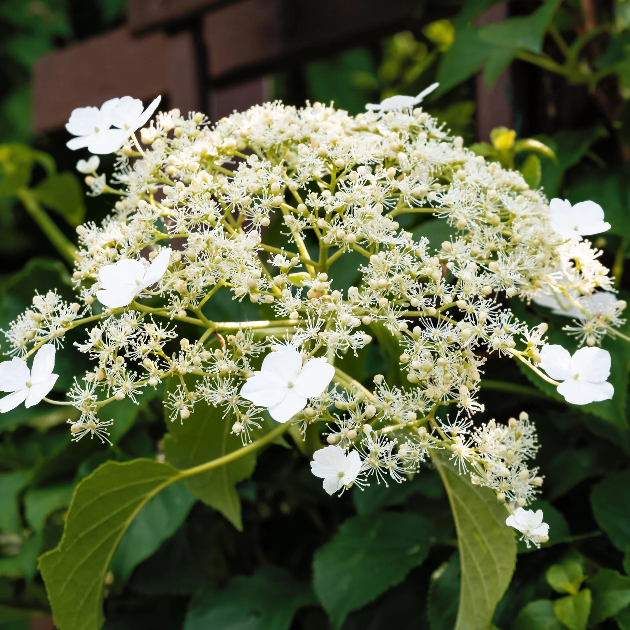 Climbing Hydrangea 'Hydrangea petiolaris' 2L (60-70cm) - Image 4