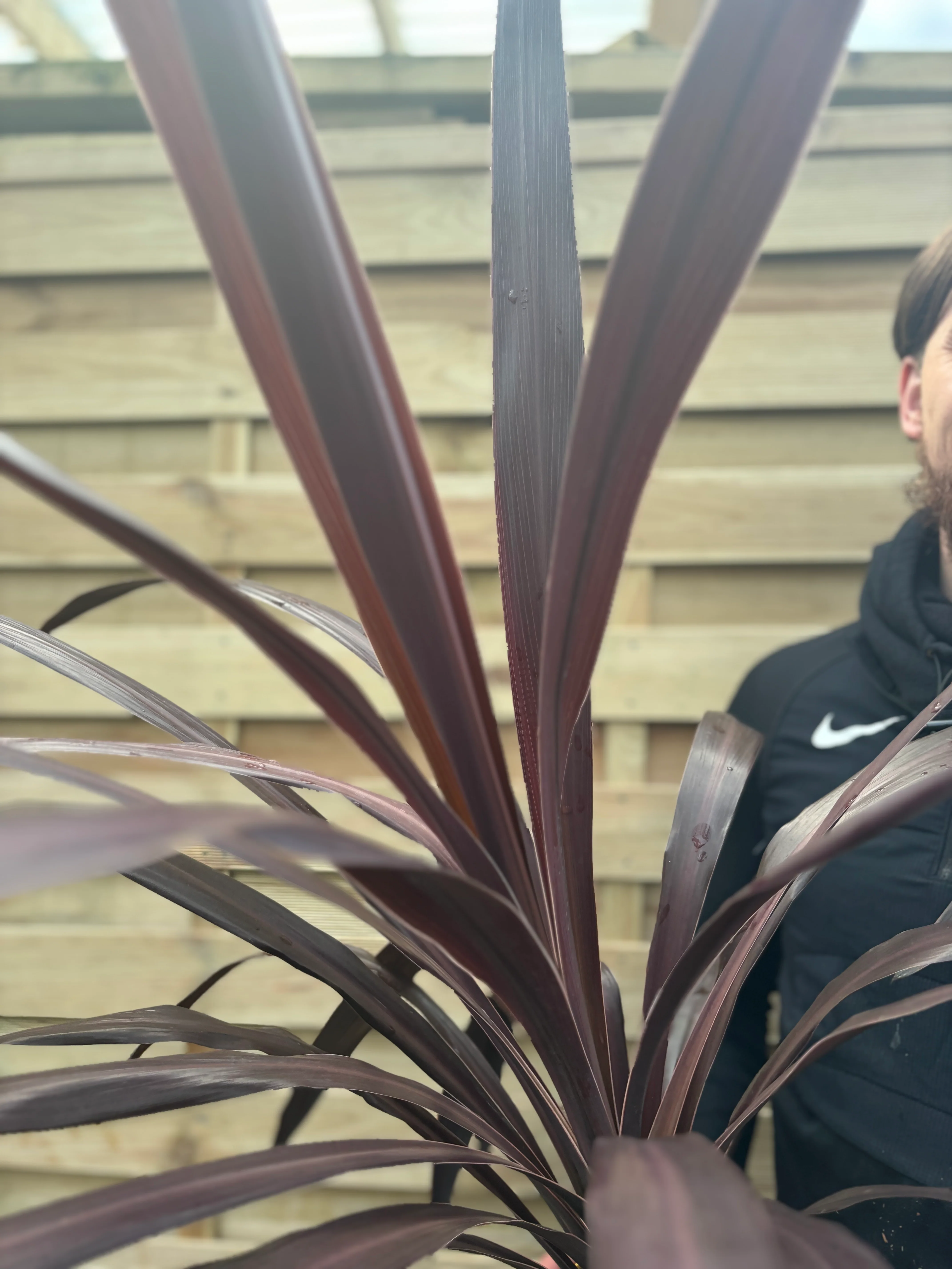 Cordyline 'Superstar' 5L 80-90cm - Image 2