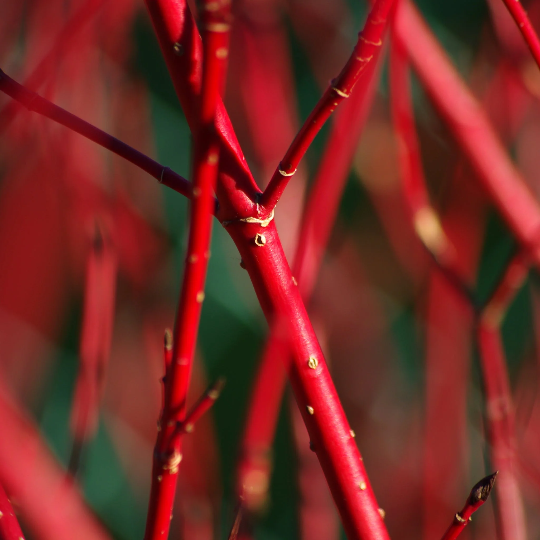 Cornus 'Sibirica' (Siberian Dogwood) 2L - Image 3