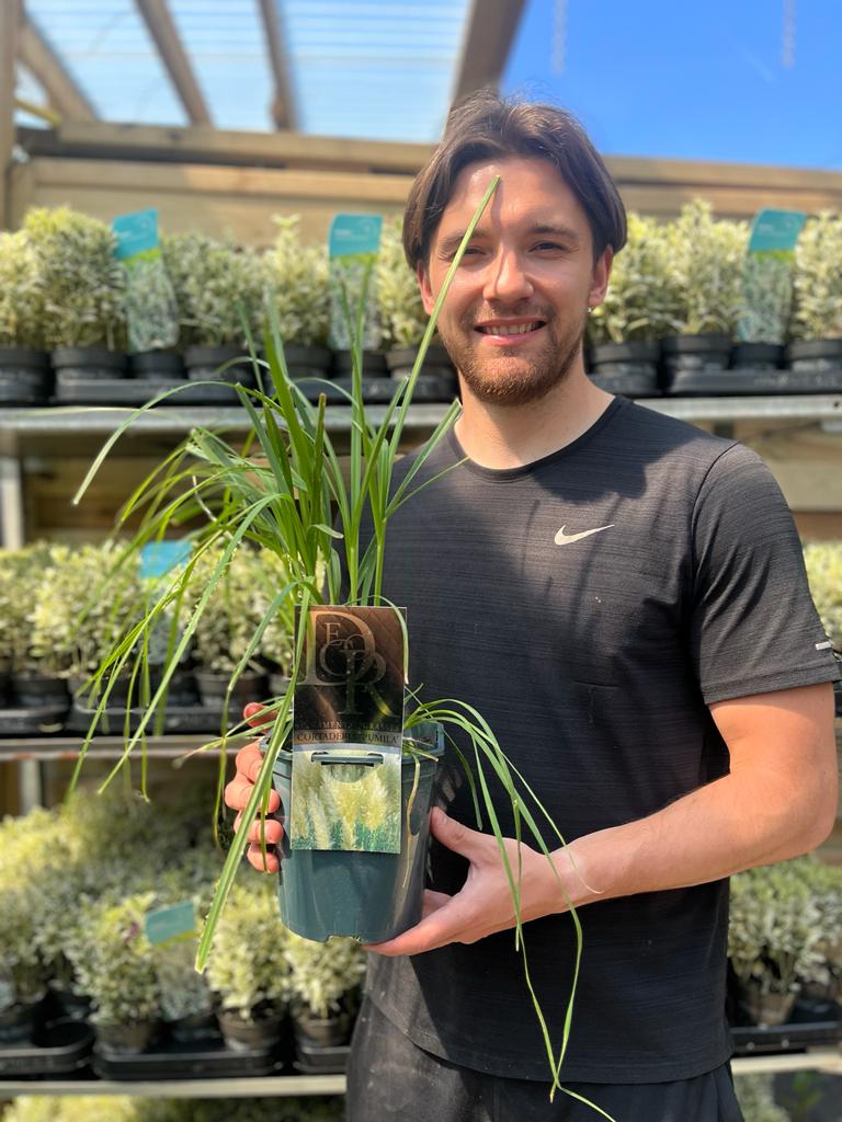 Cortaderia Pampas Grass 'Pumila' 1L/2L/4L - Image 2