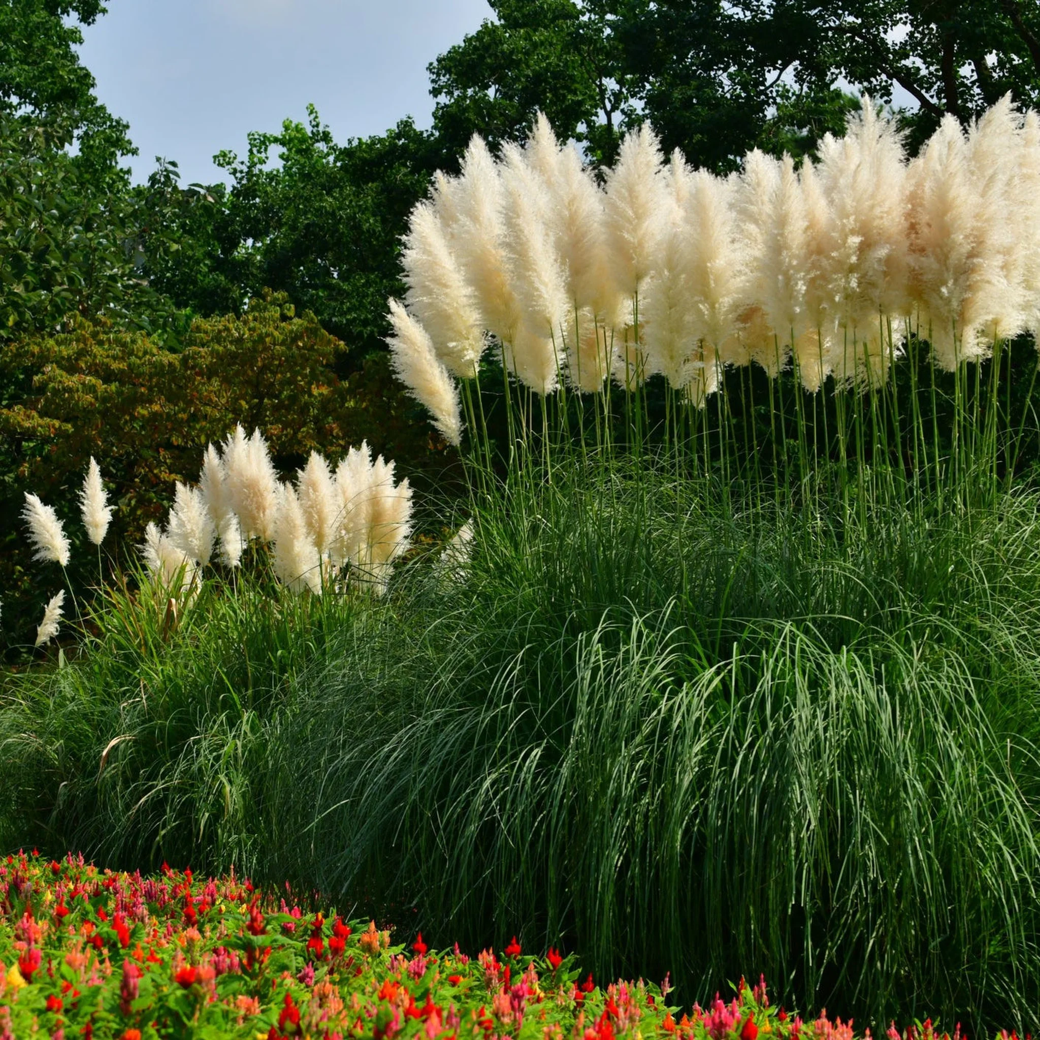 Pampas Grass - Cortaderia selloana Pumila 2L/5L - Image 4