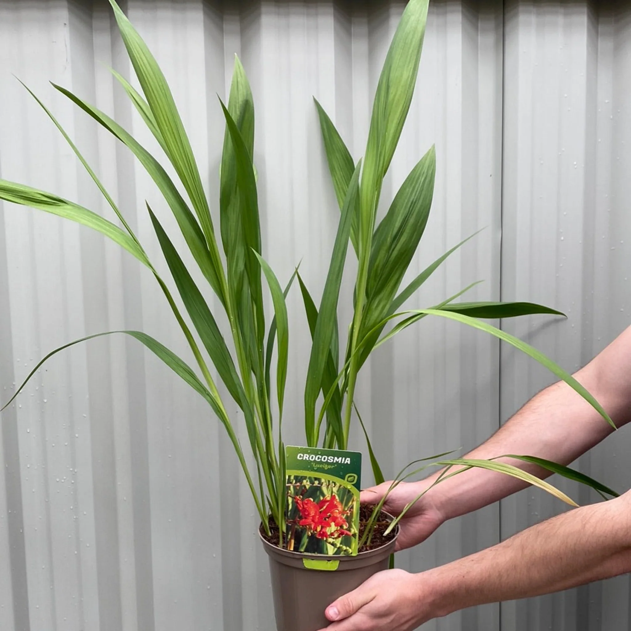 Crocosmia x crocosmiiflora 'Lucifer' 9cm/2L - Image 4