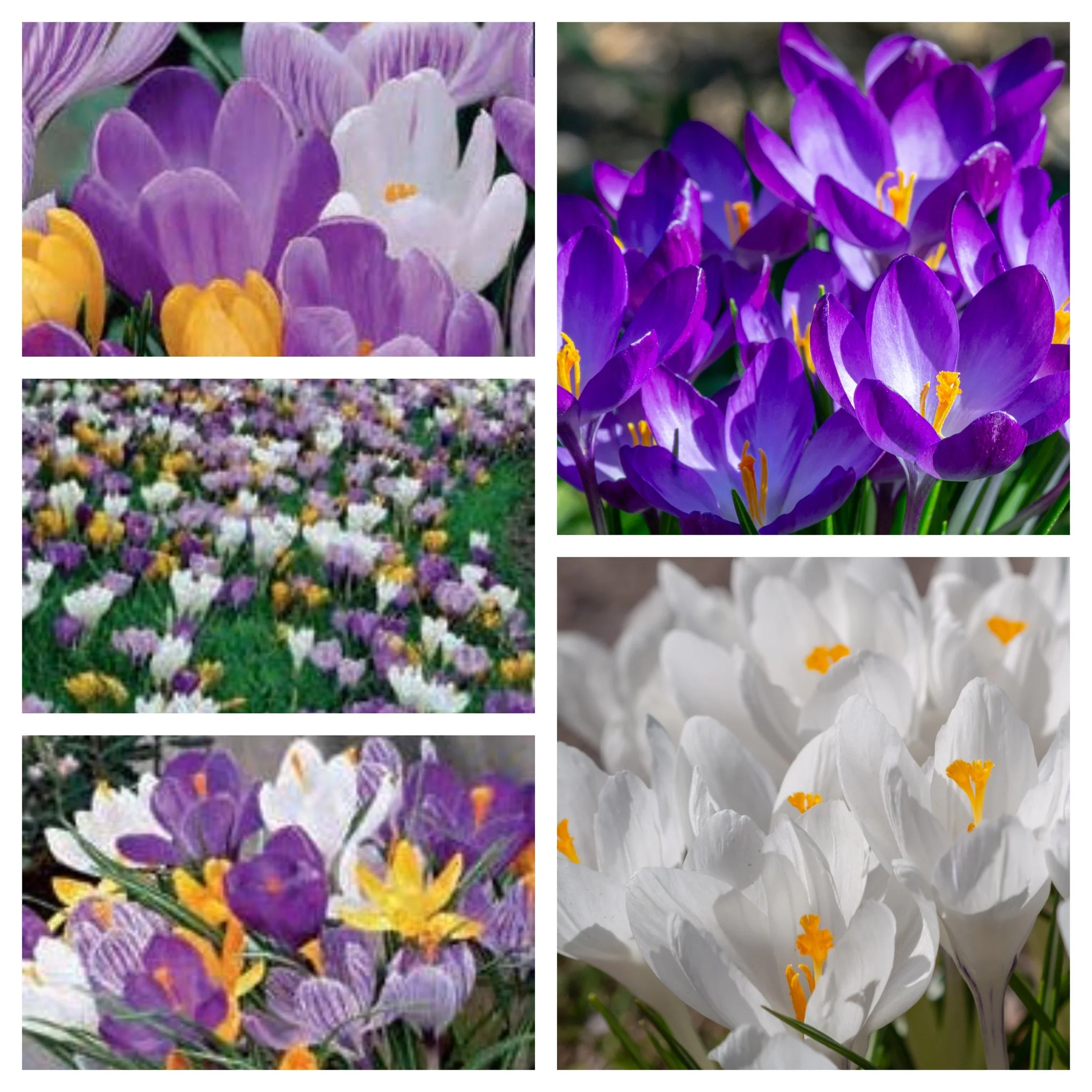 Crocus Large Flowering Mixed (7 Bulbs) - Image 2
