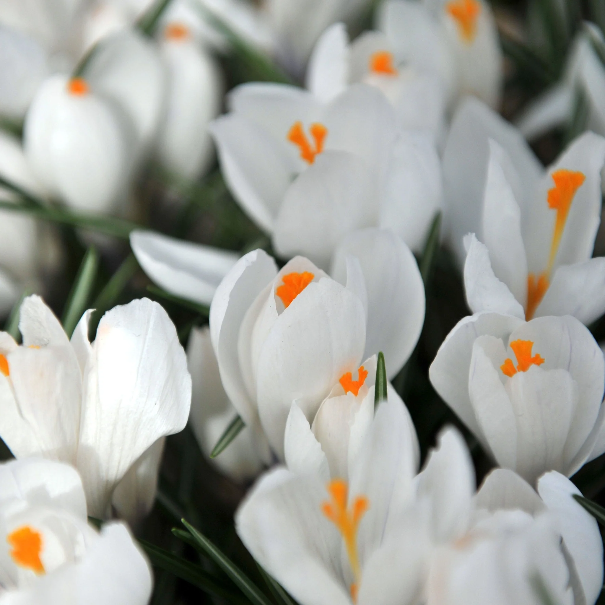 Crocus Ard Schenk (10 Bulbs) - Image 2