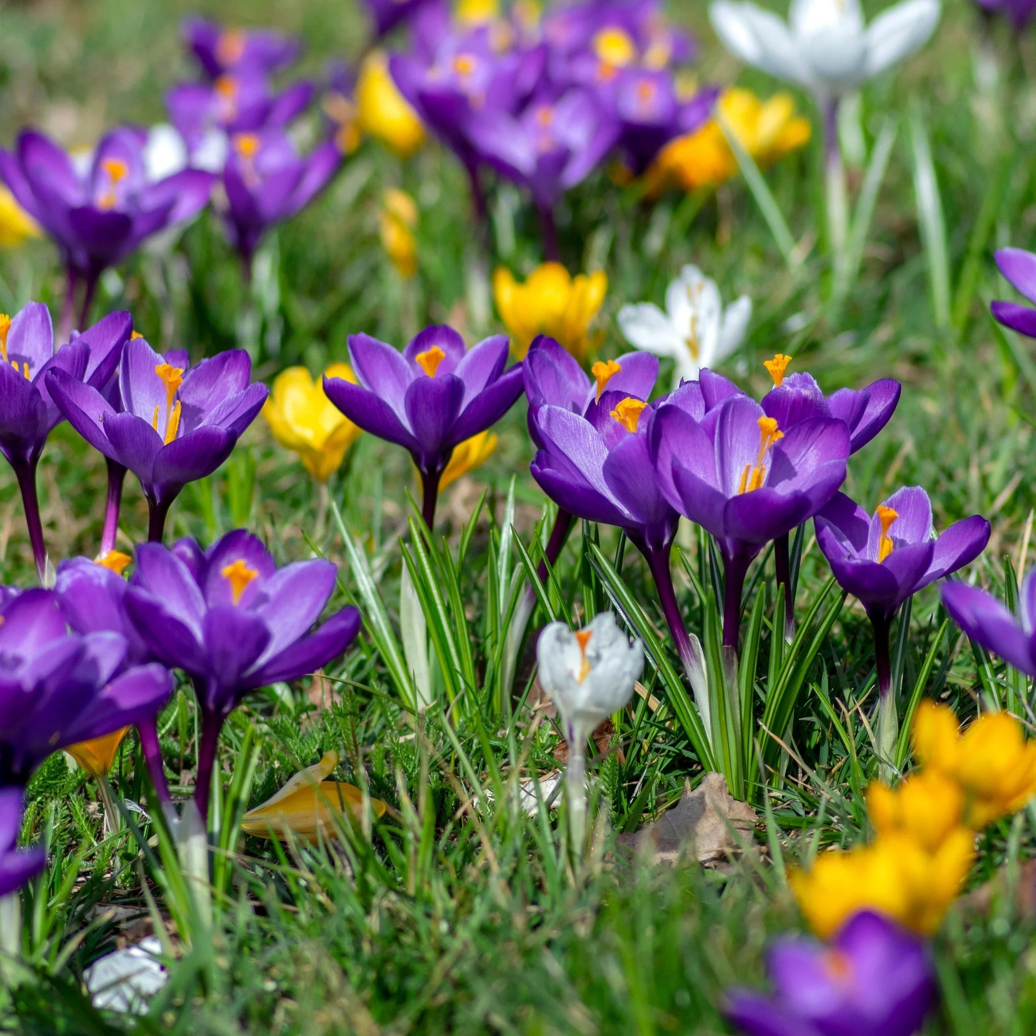 Crocus Large Flowering Mixed (15 Bulbs) - Image 3
