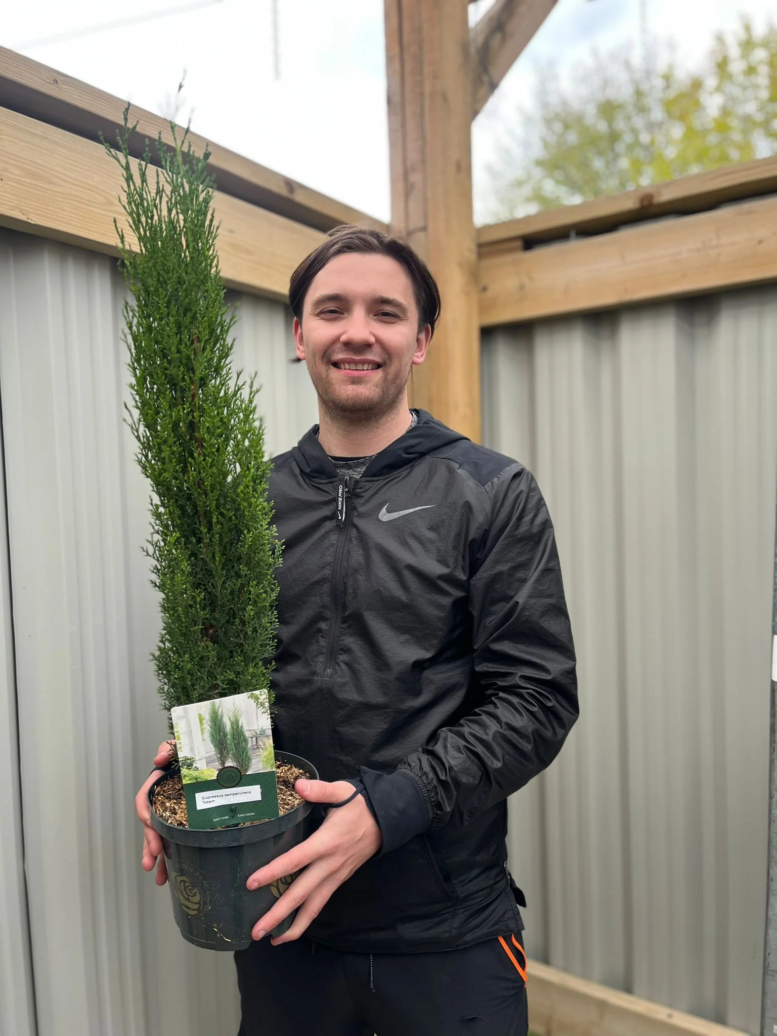 Cupressus sempervivrens Totem (Italian Cypress) 50-60cm, 140-150cm - Image 2
