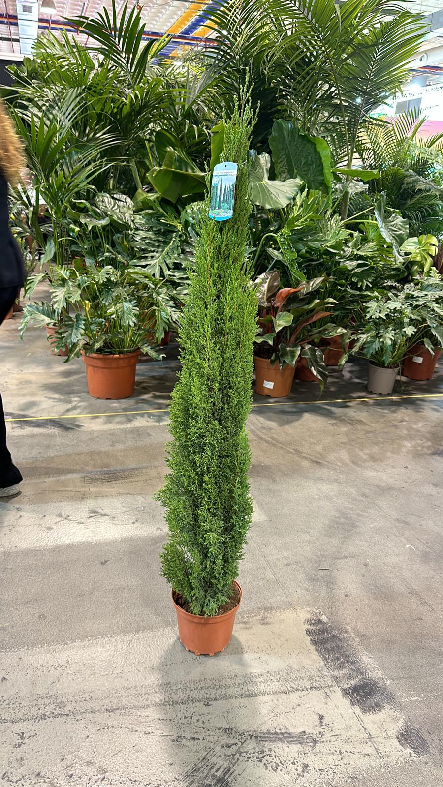 Cupressus sempervivrens Totem (Italian Cypress) 50-60cm, 140-150cm - Image 3