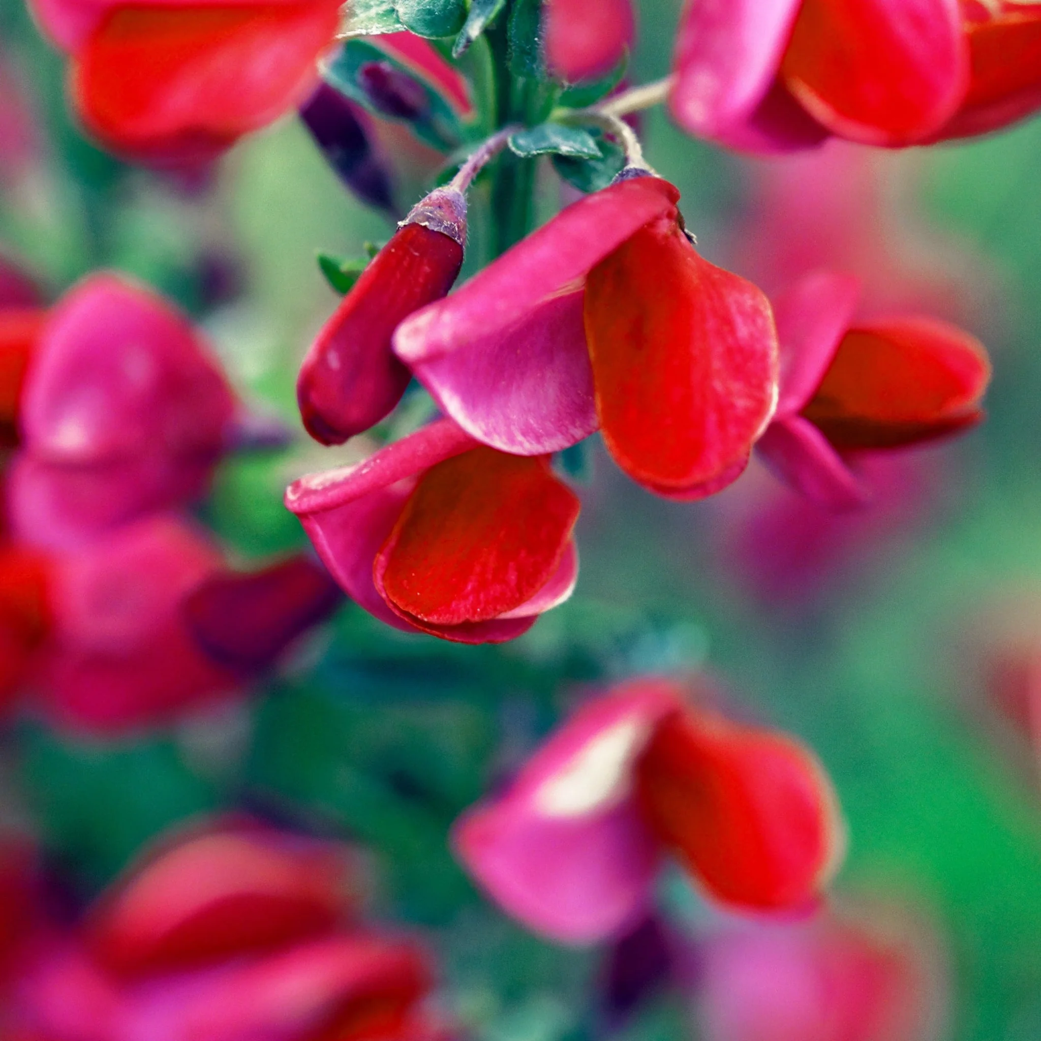 Cytisus x boskoopii 'Boskoop Ruby' 2L - Image 4