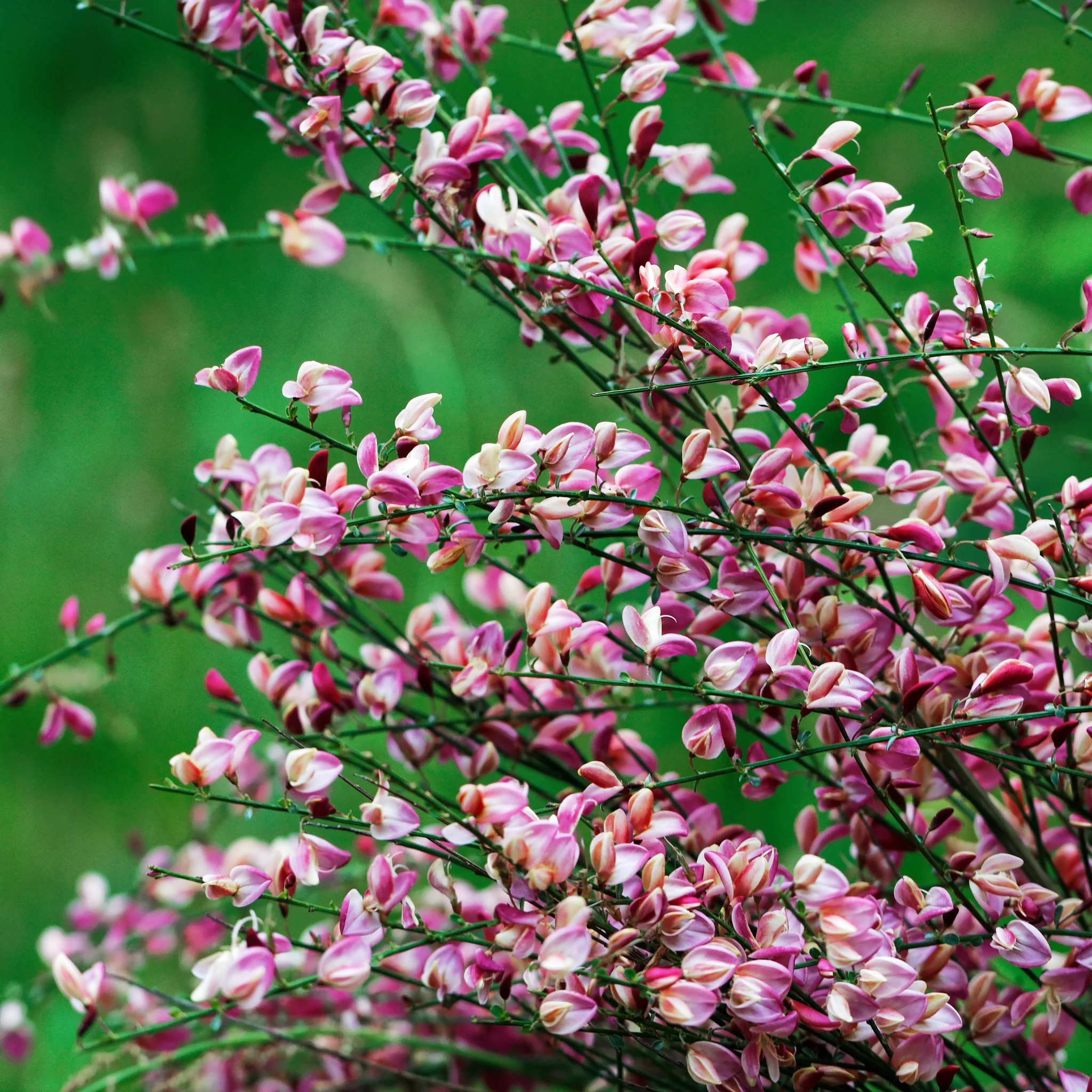 Cytisus 'Hollandia' (Broom) Pink 2L - Image 2