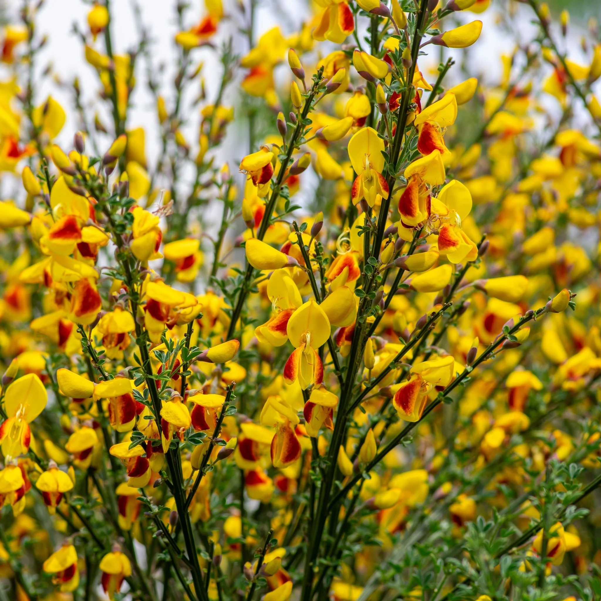 Cytisus 'Firefly' 1L / 2L - Image 2