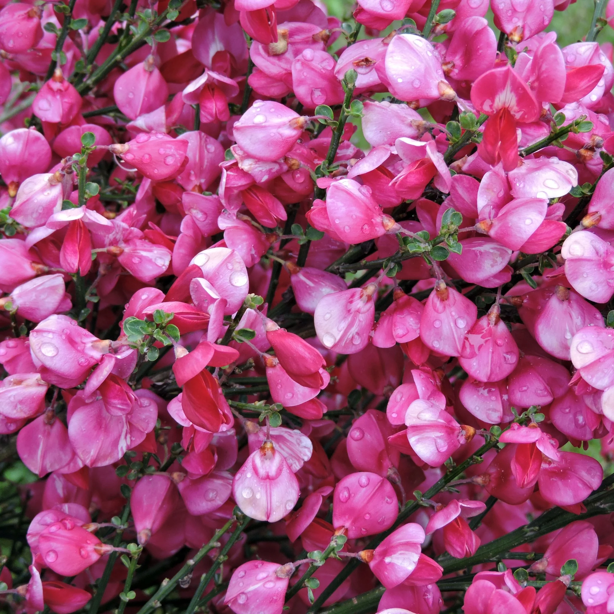 Cytisus praecox 'Zeelandia' 1.5L - Image 2