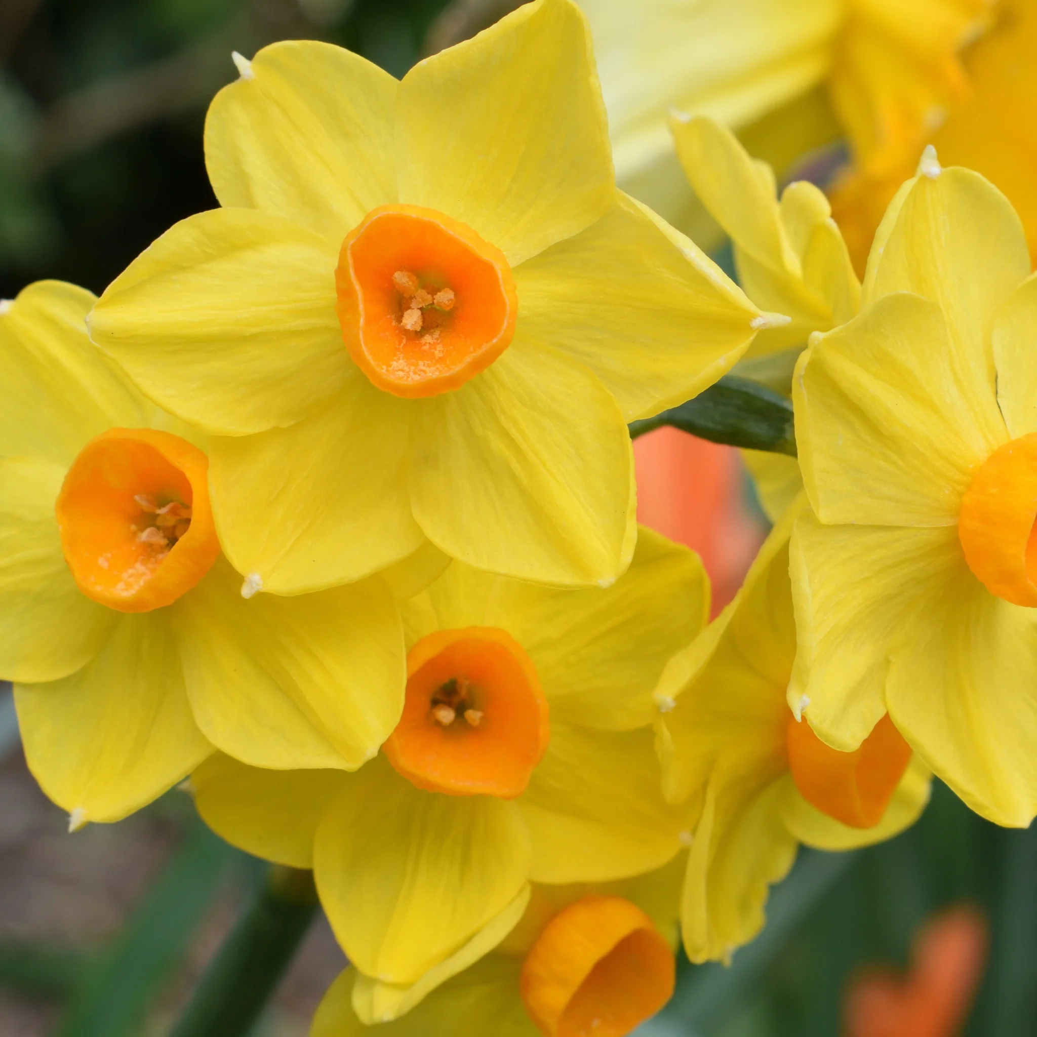 Dwarf Daffodil 'Martinette' (8 Bulbs) - Image 2