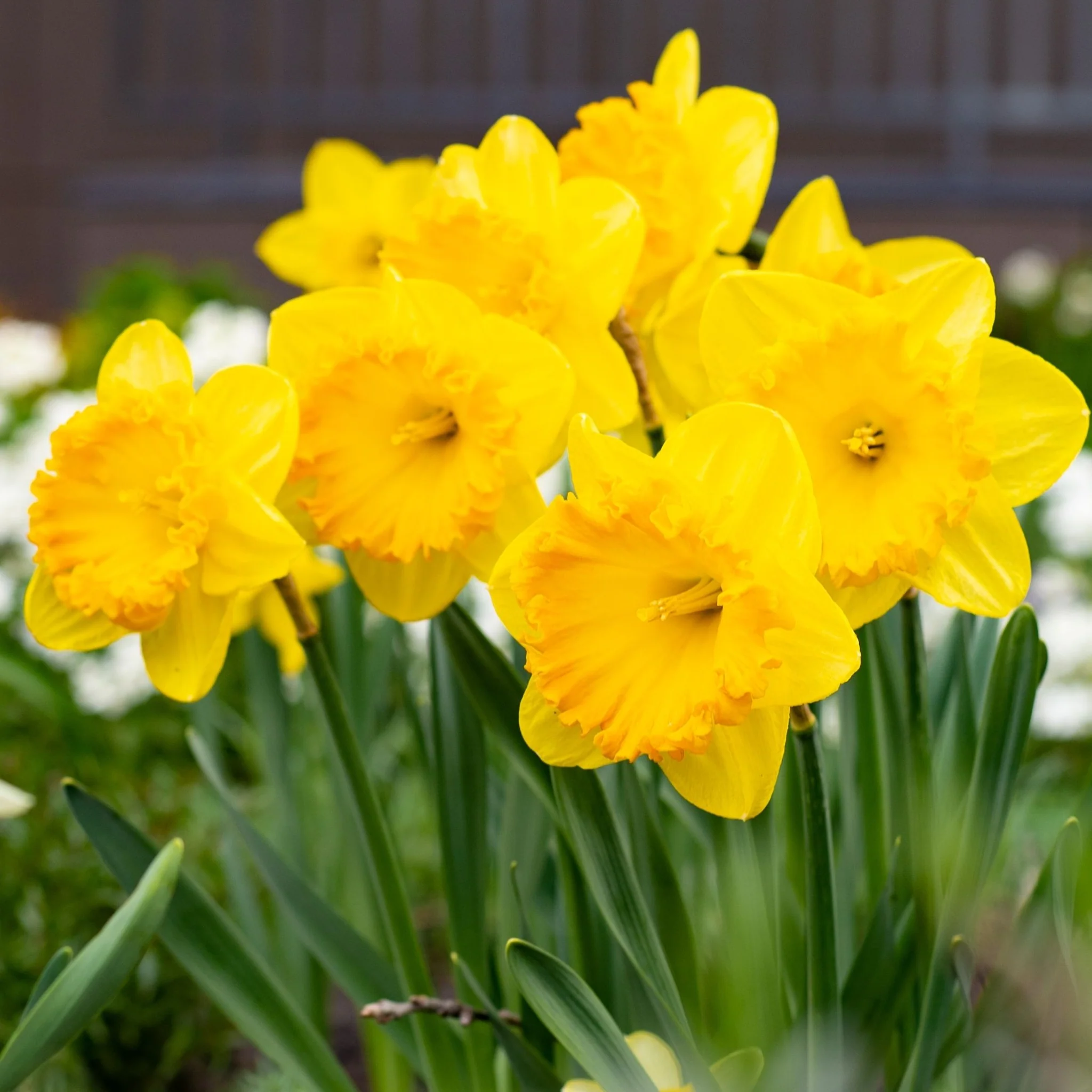 Daffodil 'Carlton' (7 Bulbs) - Image 2