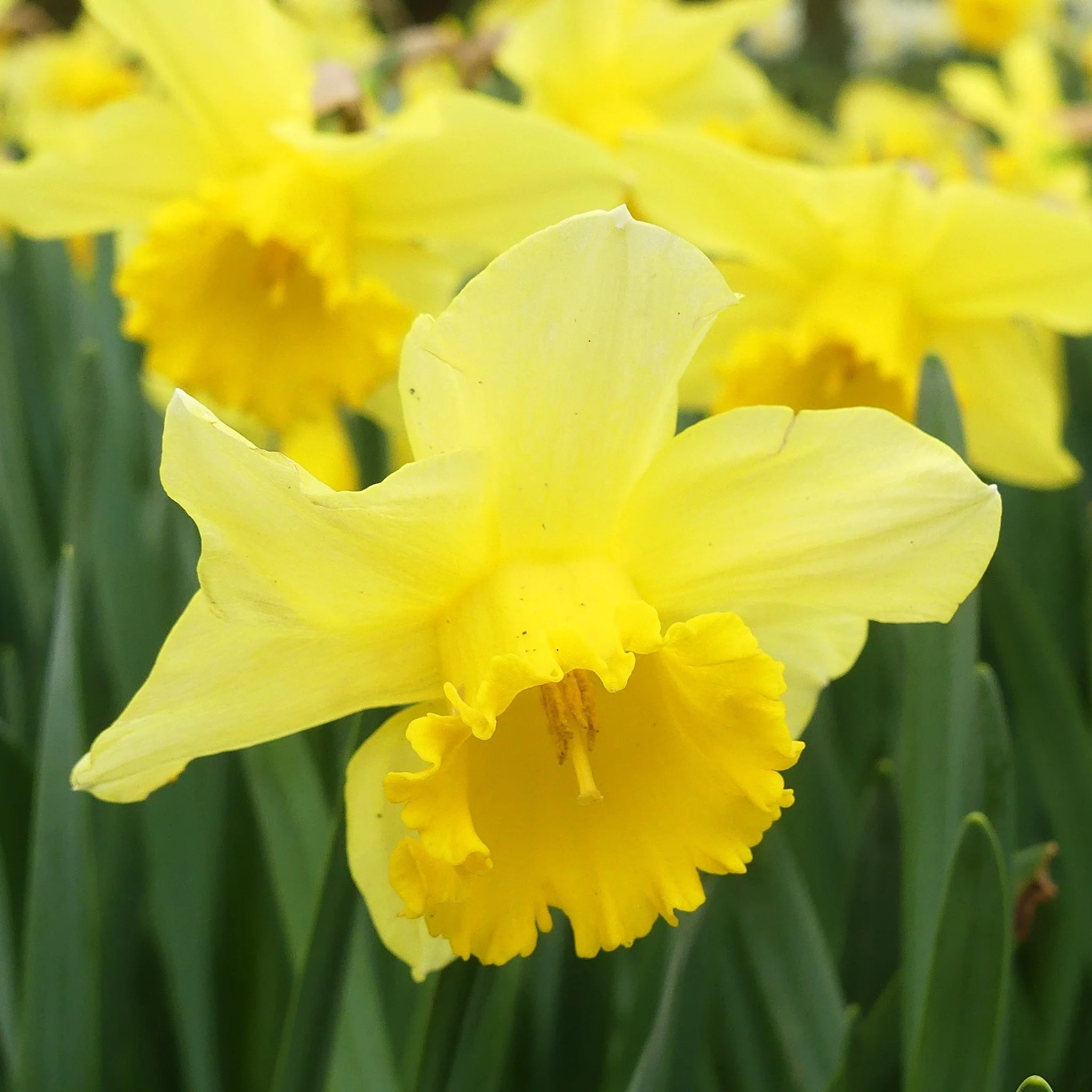 Daffodil 'Carlton' (7 Bulbs) - Image 3