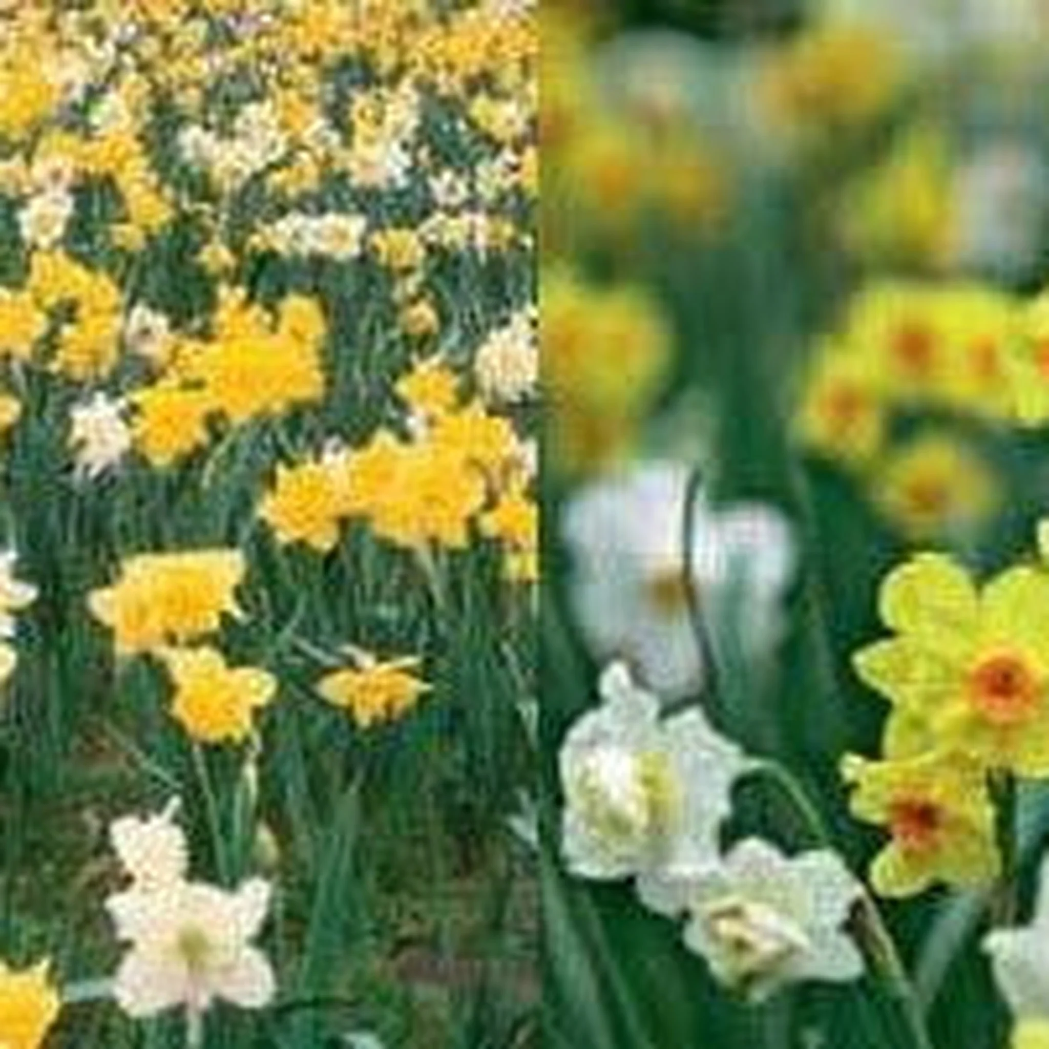 Dwarf Daffodil Bulbs Mixed (20 Bulbs) - Image 2
