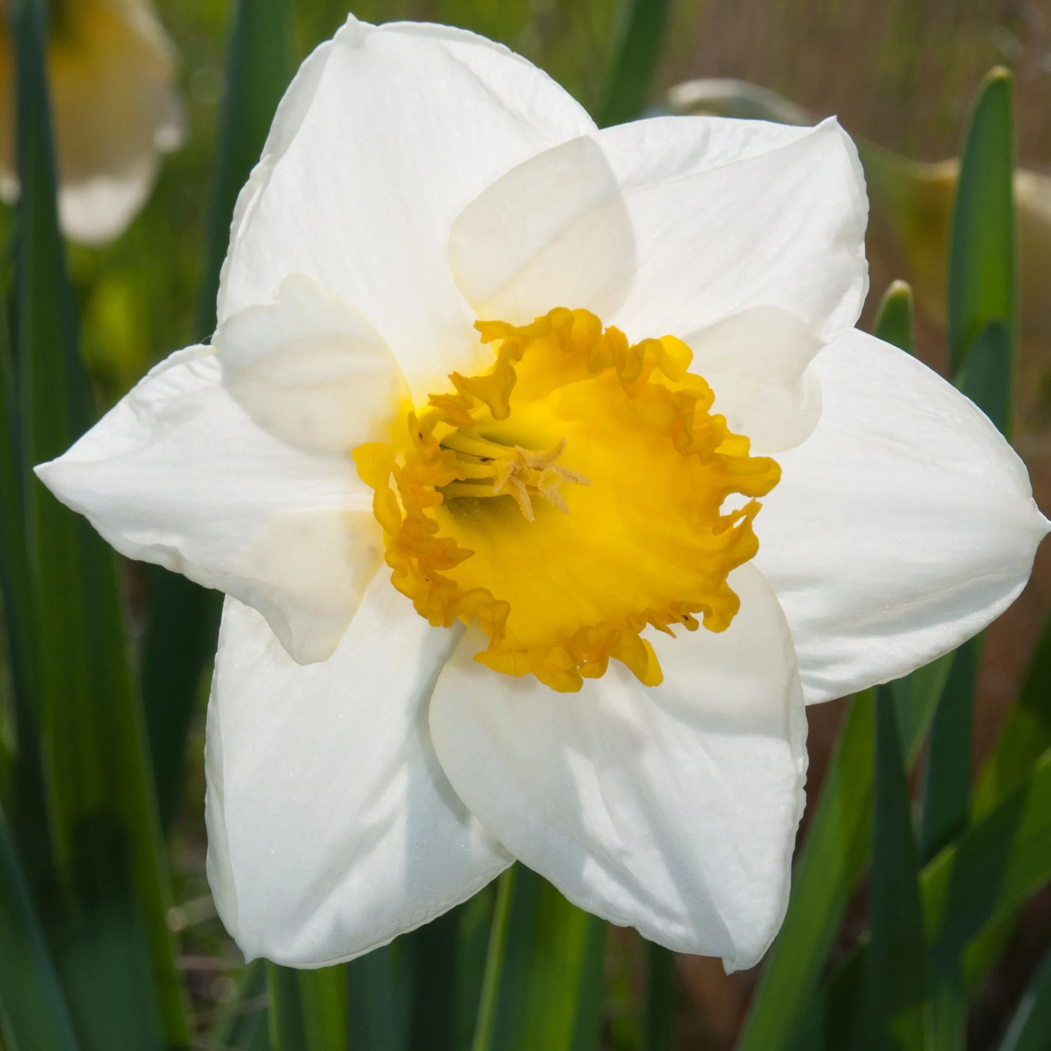 Daffodil 'Sempre Avanti' (5 Bulbs) - Image 2