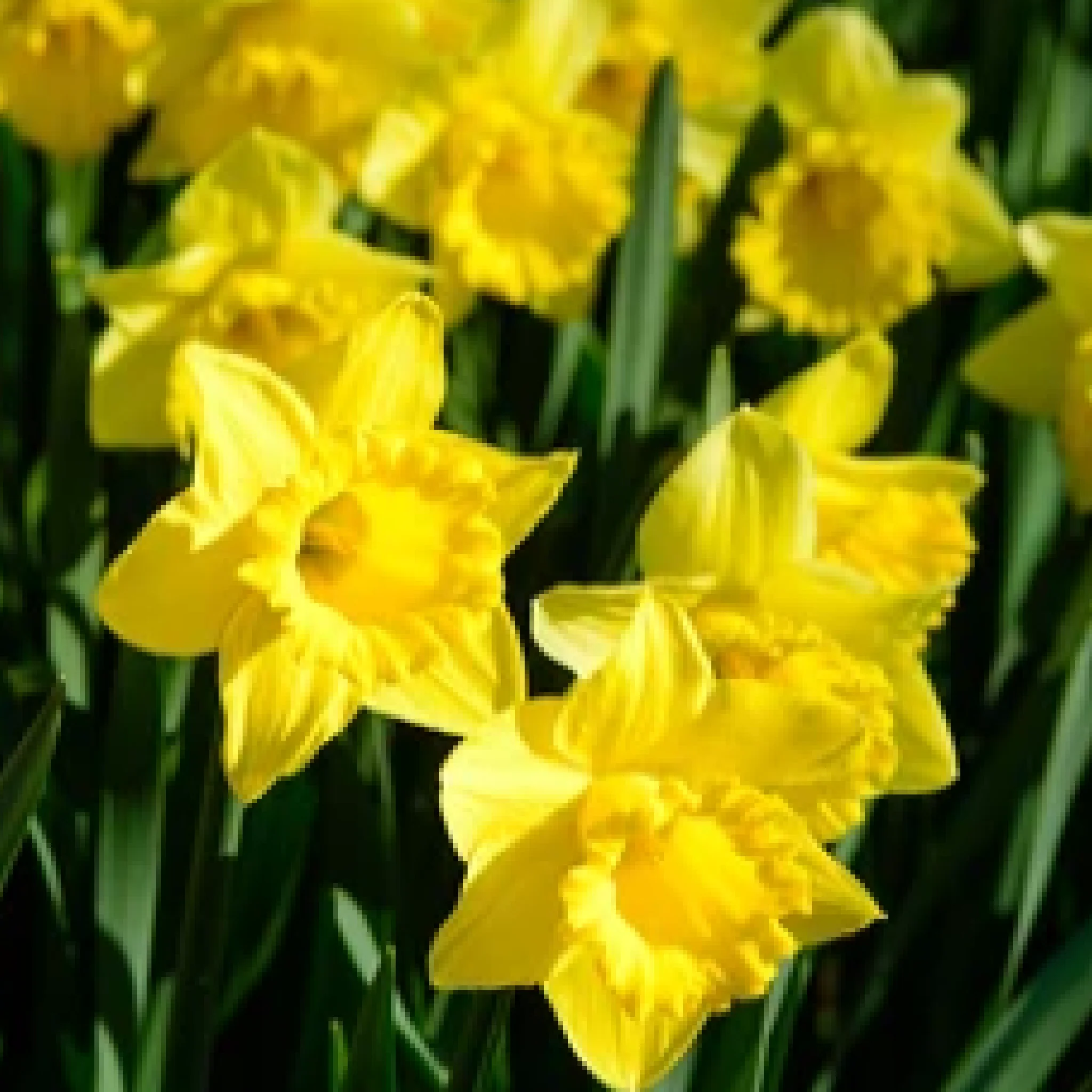 Daffodil 'Yellow Trumpet' (20 Bulbs) - Image 2
