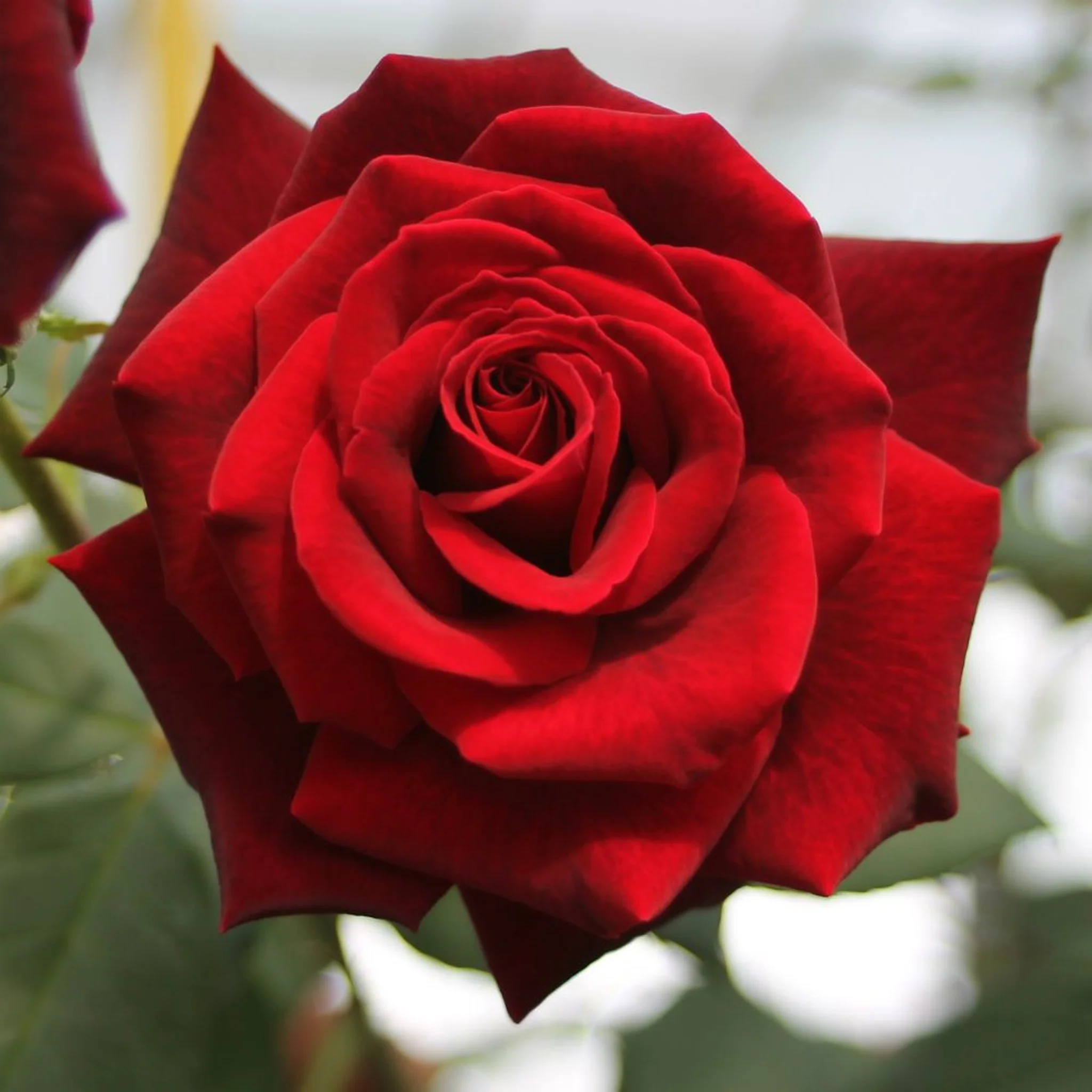 Deep Secret - Hybrid Tea Rose