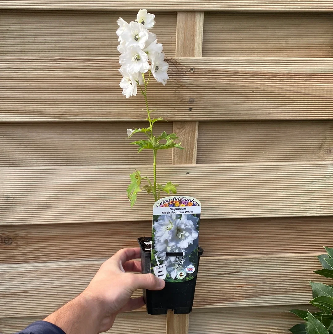 Delphinium 'Magic Fountain White Dark Bee' 9cm/1.5L - Image 2