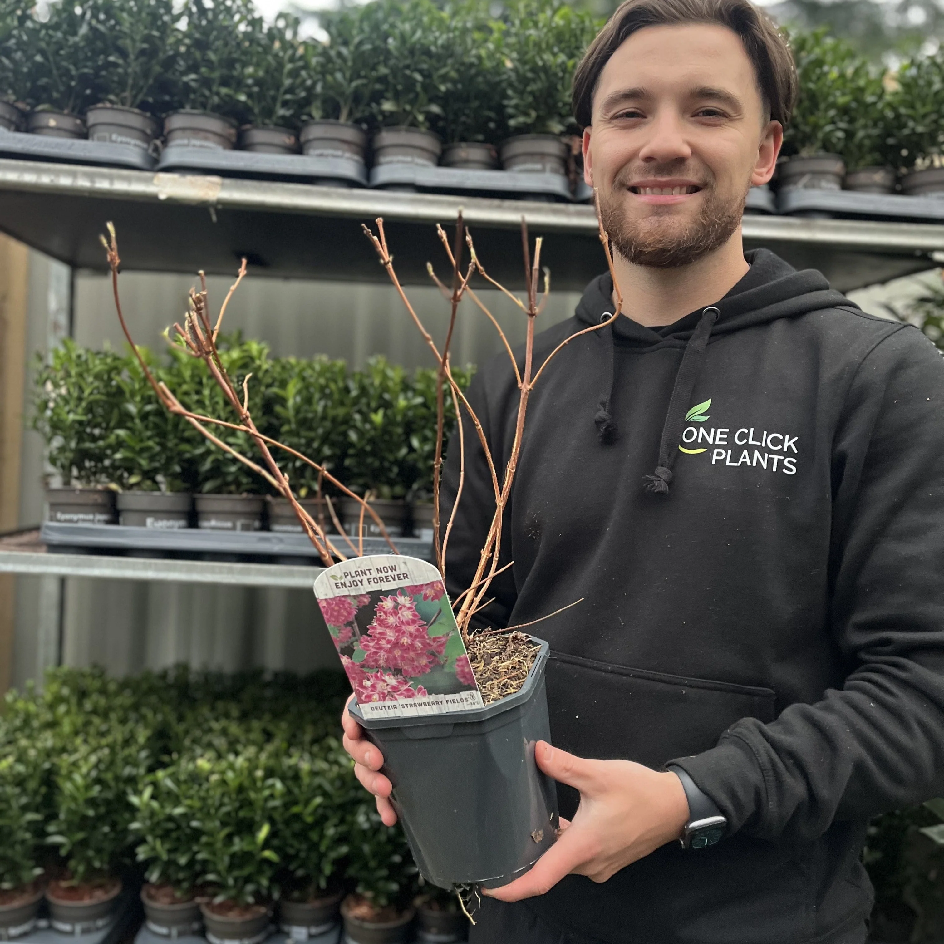 Deutzia x hybrid 'Strawberry Fields' 1L/2L - Image 4