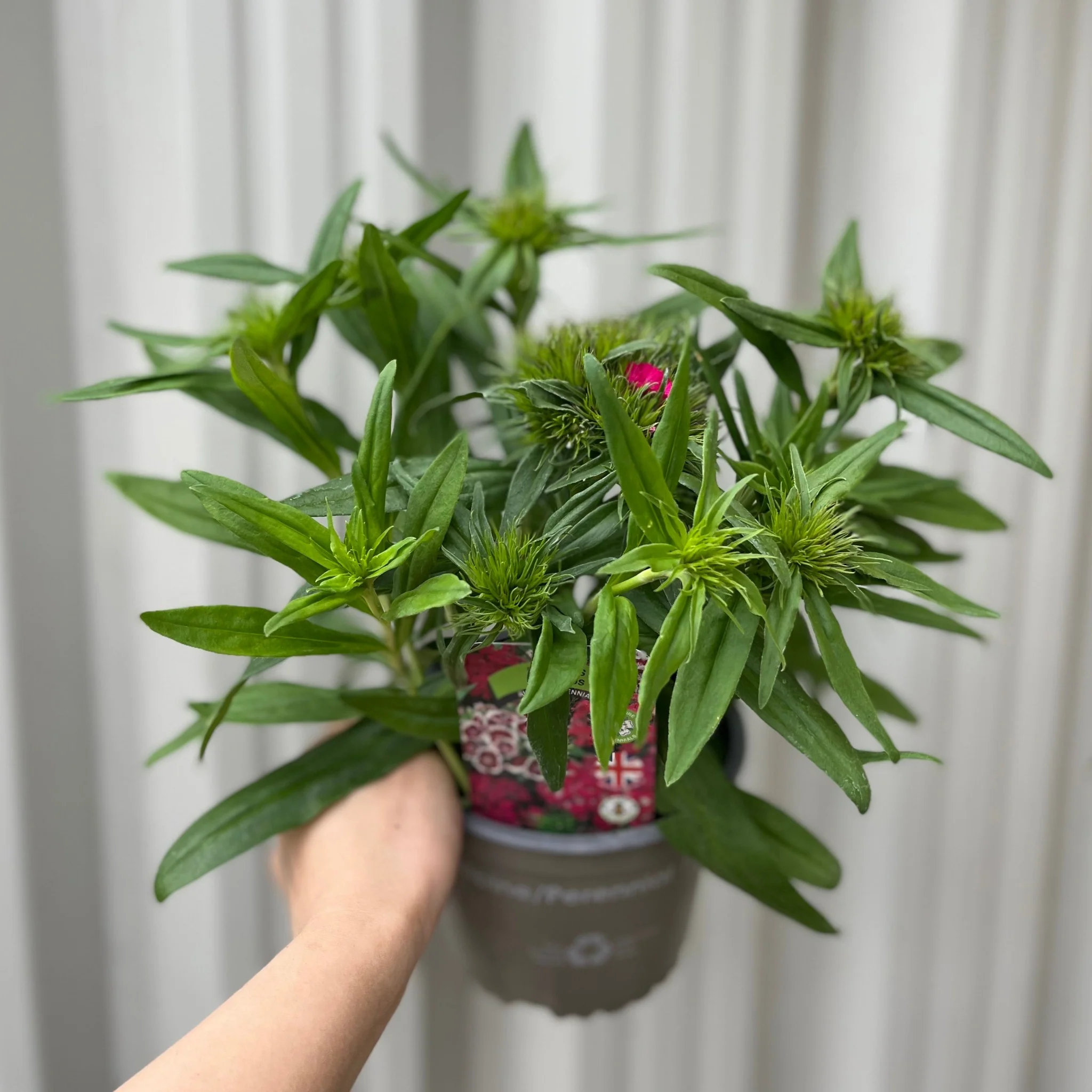 Dianthus 'Barbatus' 1.5L - Image 2