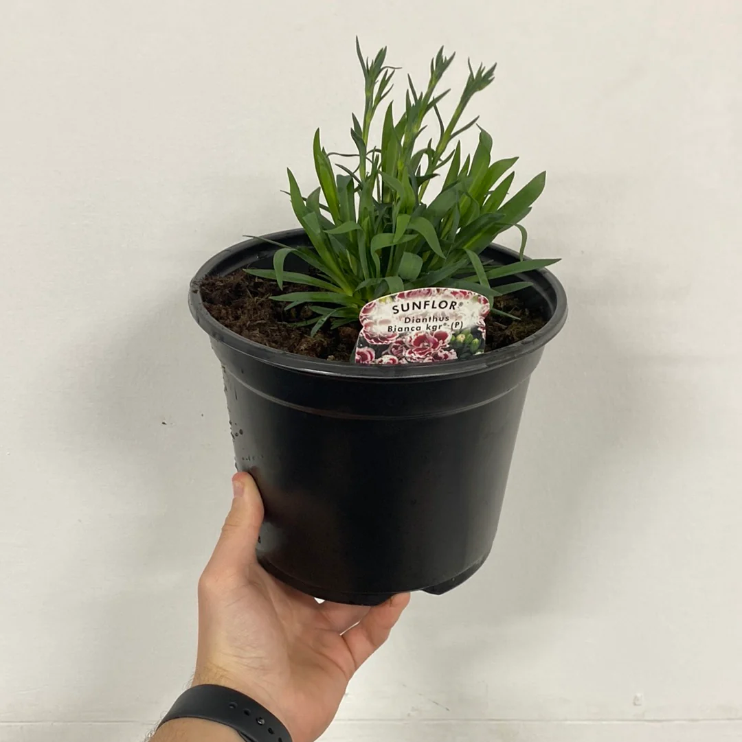 Dianthus Bianca 3L - Image 3