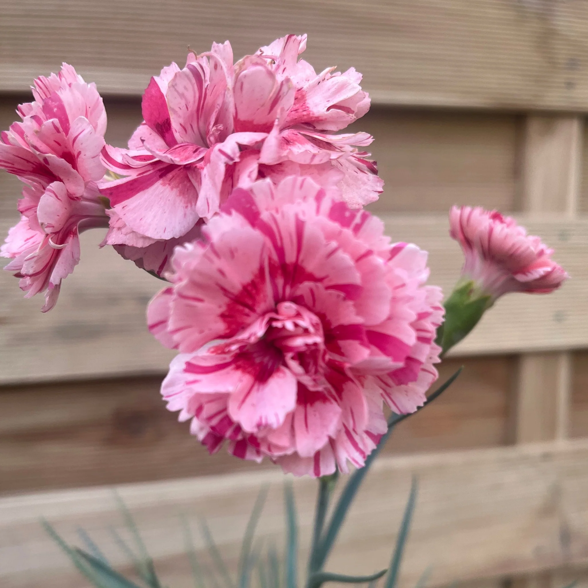 Dianthus 'Doris' 9cm - Image 2
