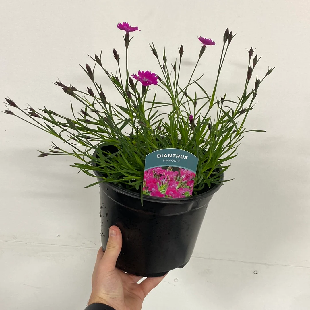 Dianthus - Kahori 3L - Image 2