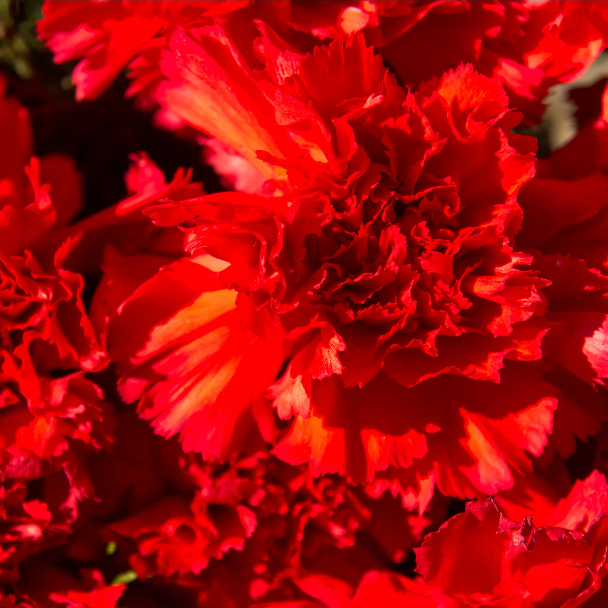 Dianthus 'Passion' 1L - Image 2