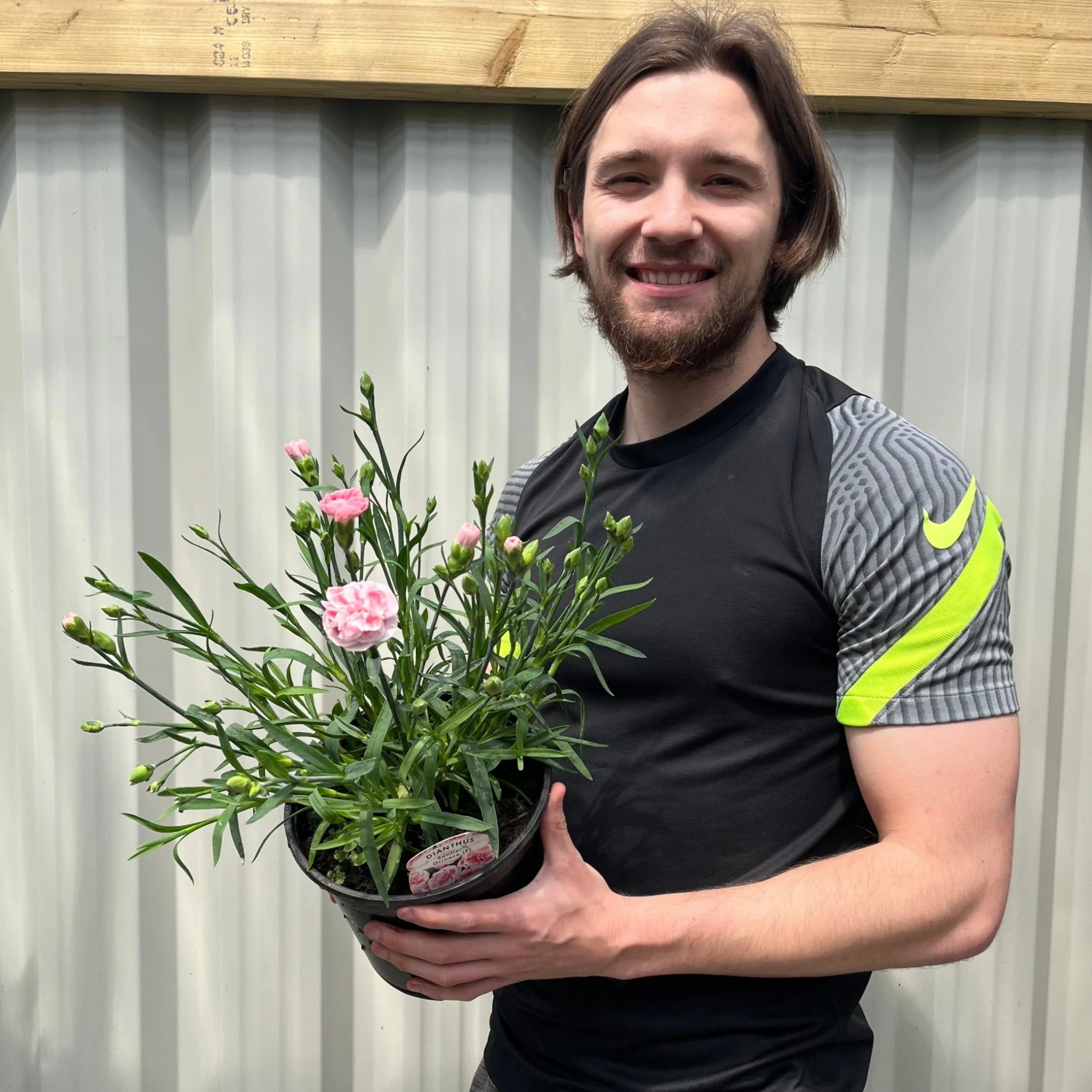 Dianthus (Sunflor Orenoco) | Pink Dianthus 3L - Image 2
